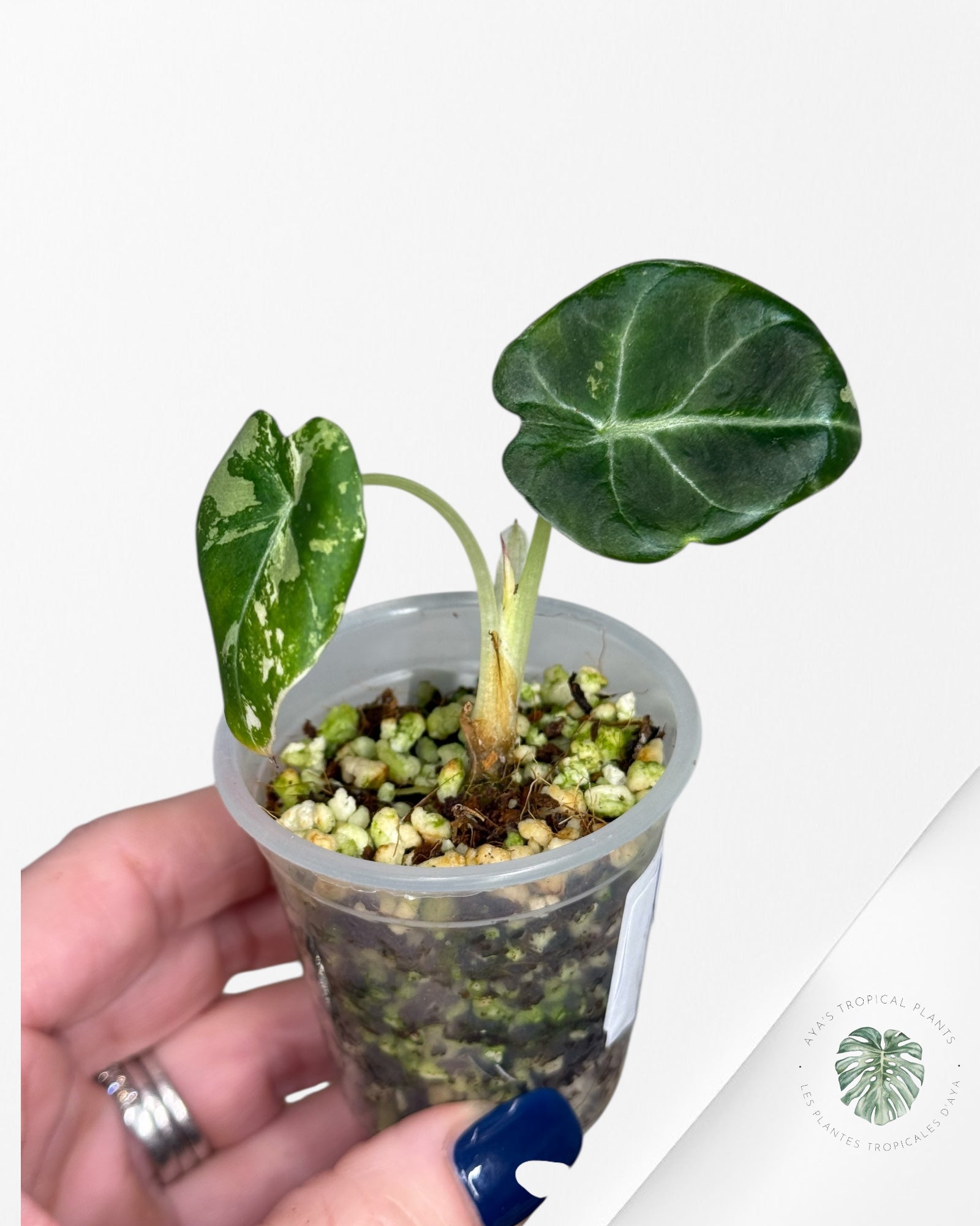 Alocasia Black Velvet Rose Panaché - 13A