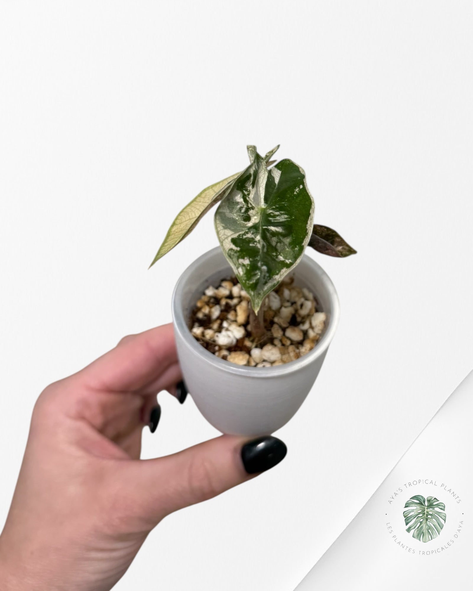 Alocasia Pseudo-Sanderiana Pink Variegated