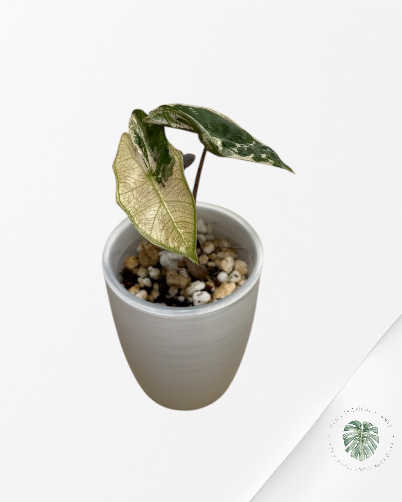 Alocasia Pseudo-Sanderiana Pink Variegated