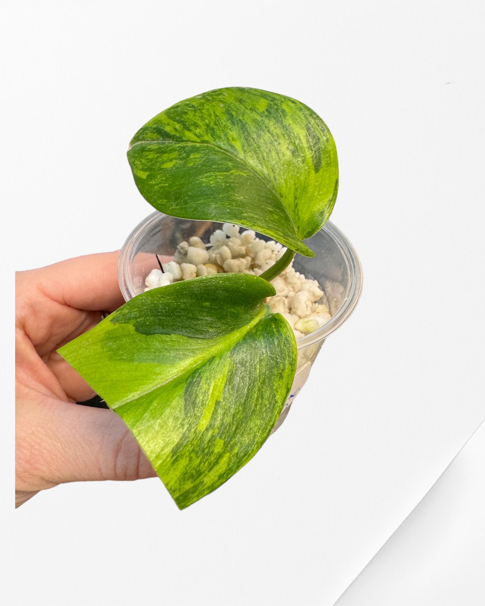 Scindapsus Jade Satin Variagated-PO0902