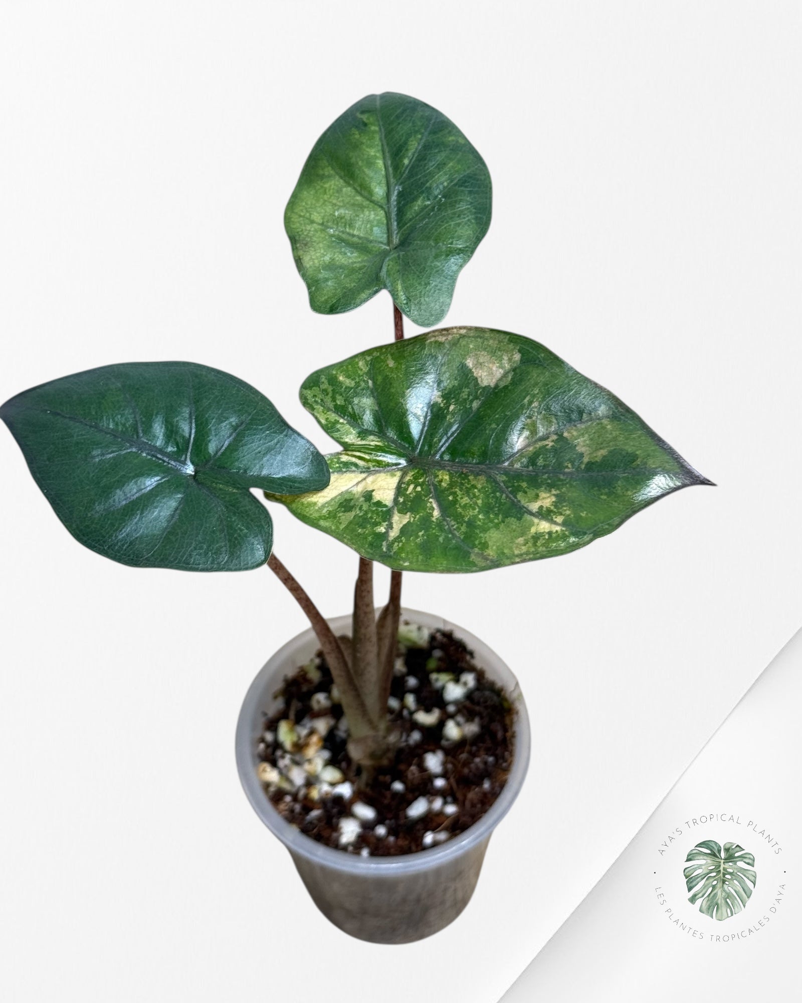 Alocasia Yucatan Princess Panaché - TC3