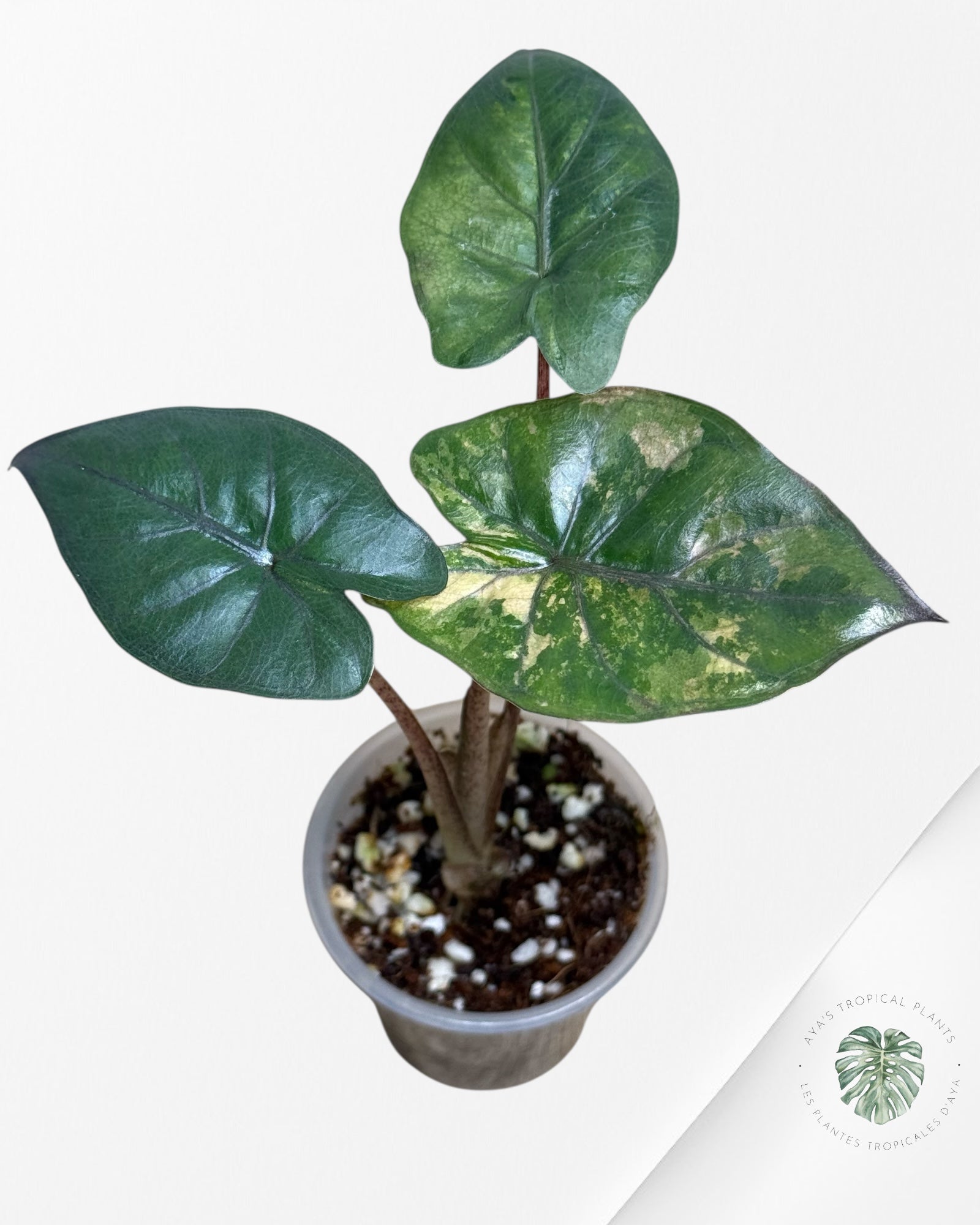 Alocasia Yucatan Princess Panaché - TC3