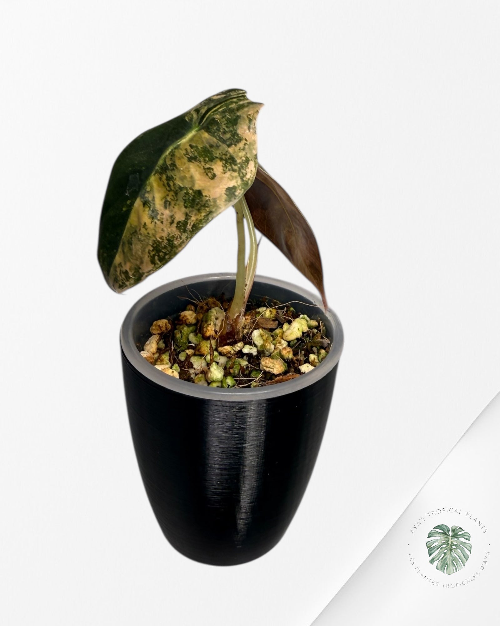 Alocasia Sedenii Aurea Variegated