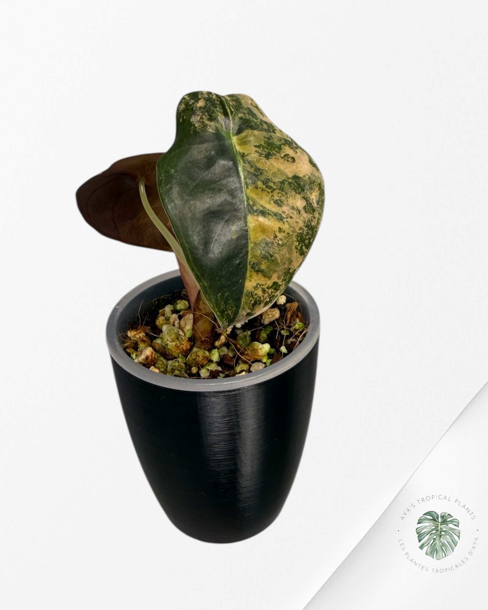 Alocasia Sedenii Aurea Variegated