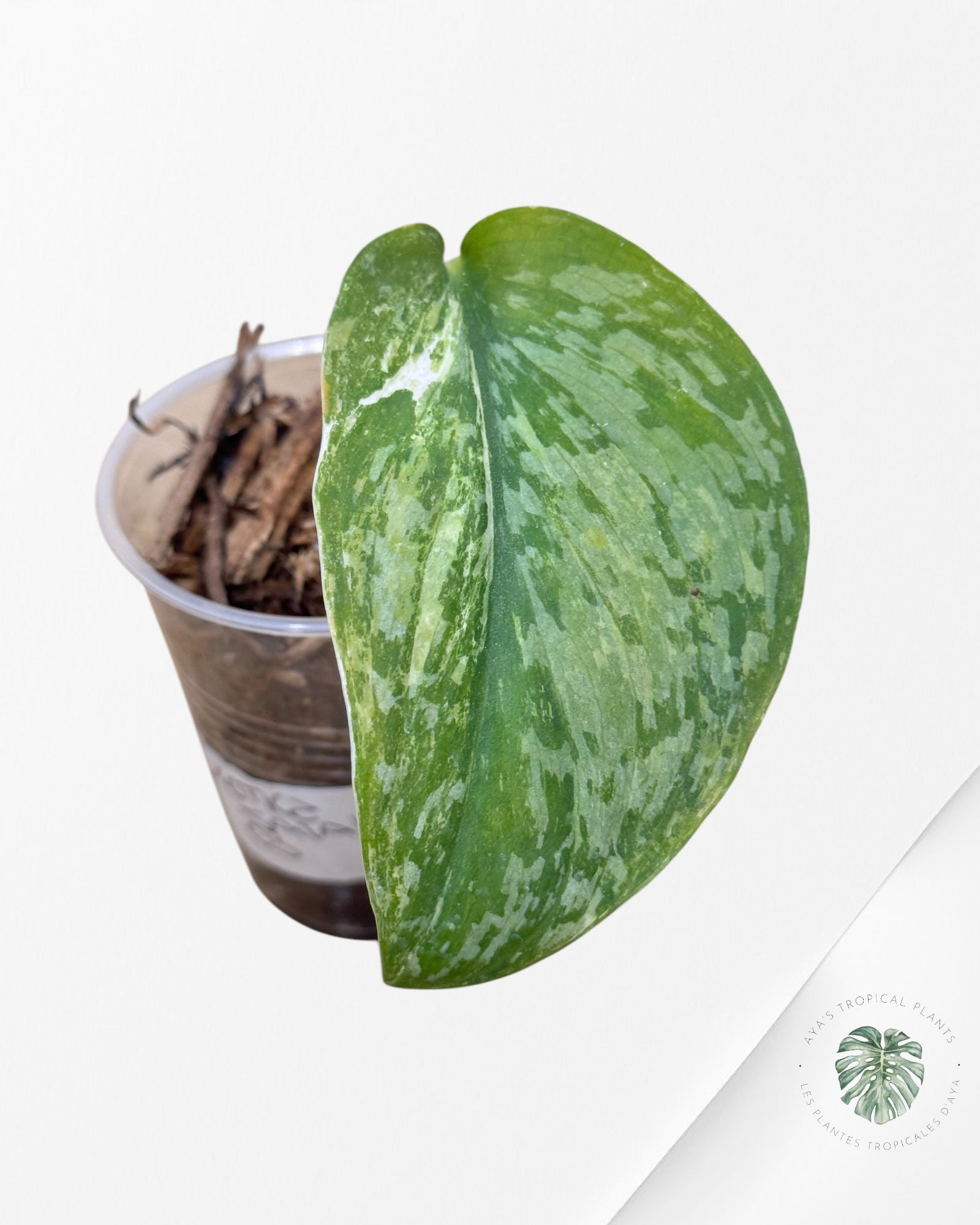Scindapsus Jade Satin Variagated VV22