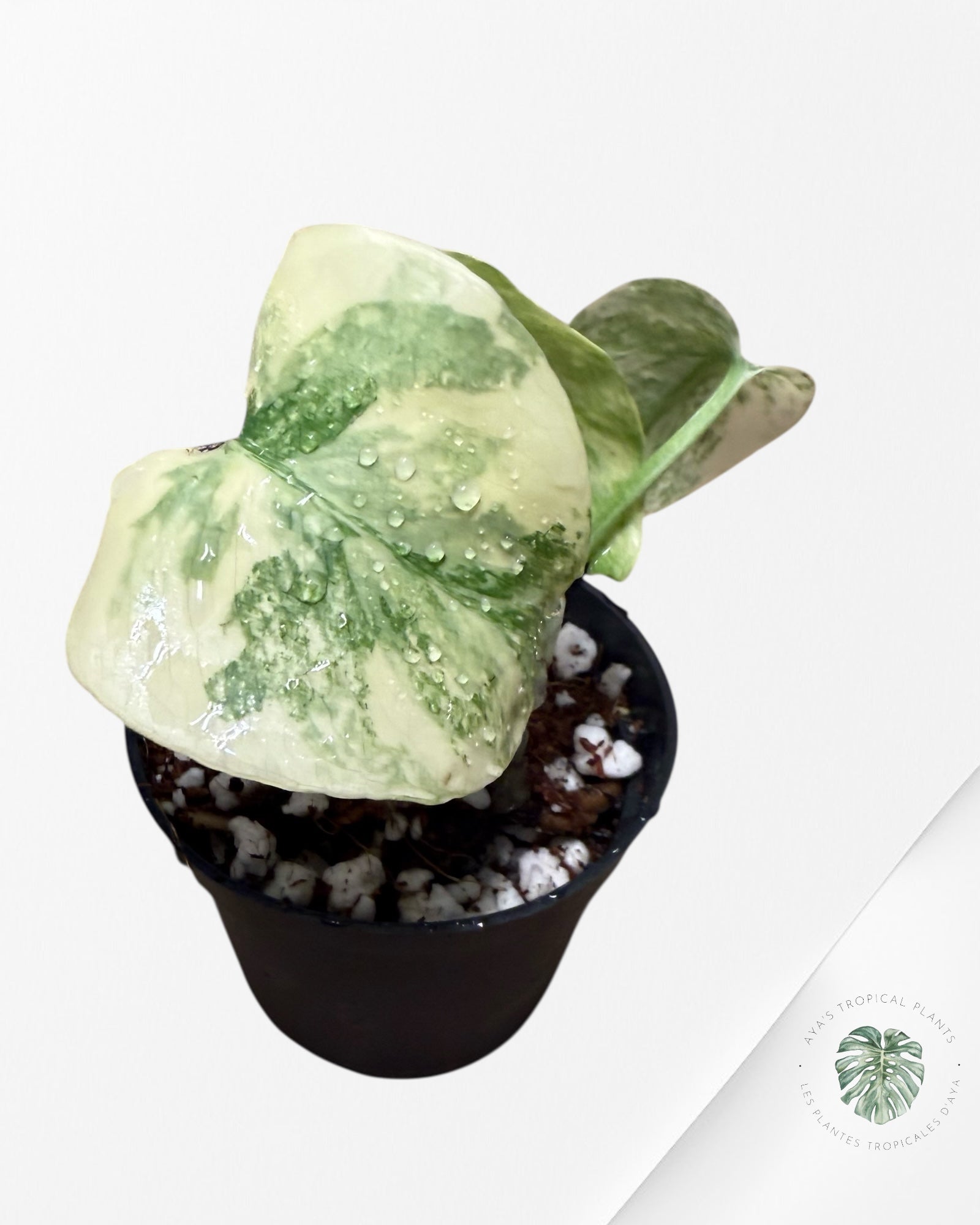 Monstera Vestige- 0