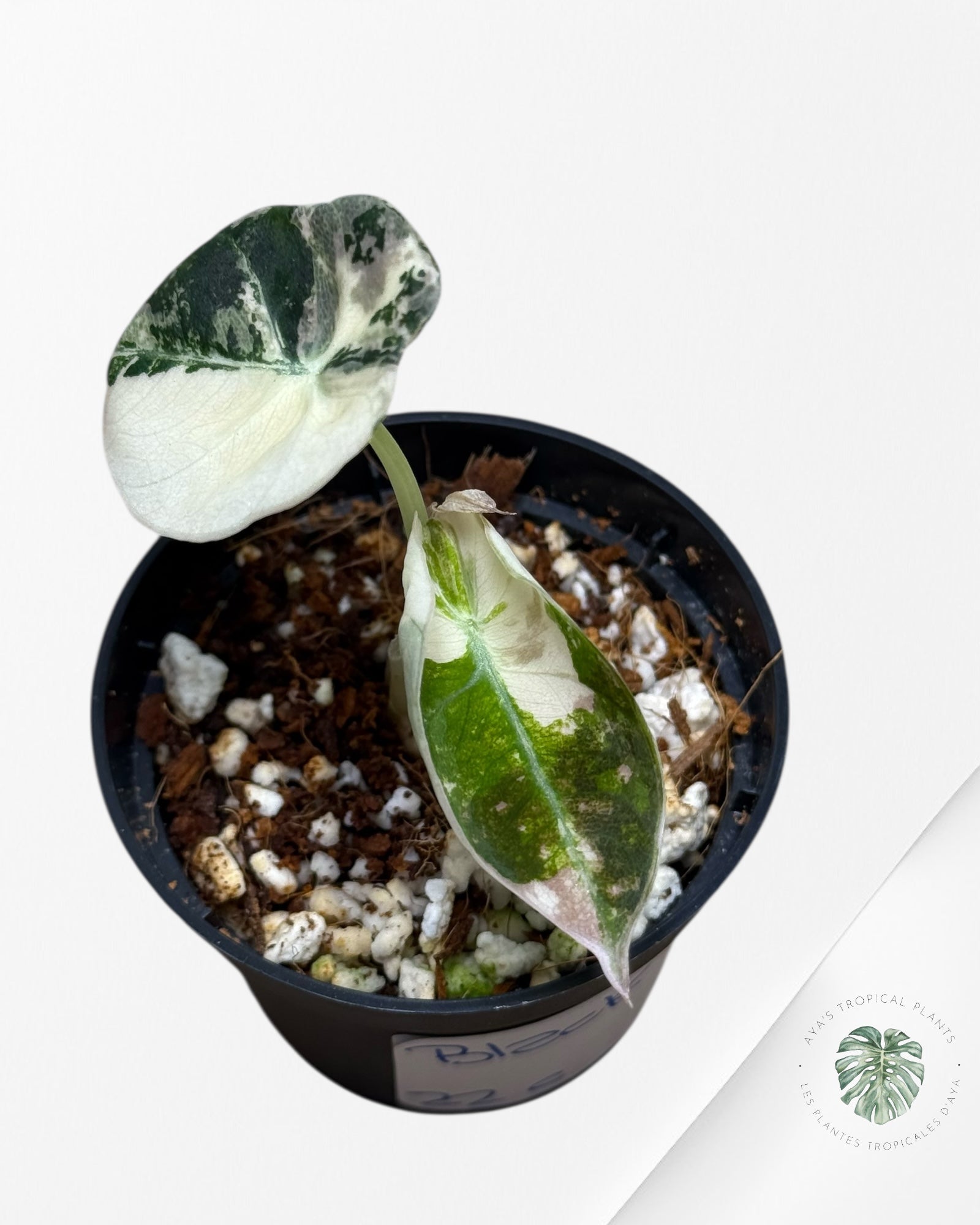 Alocasia Black Velvet Rose Panaché - 22C