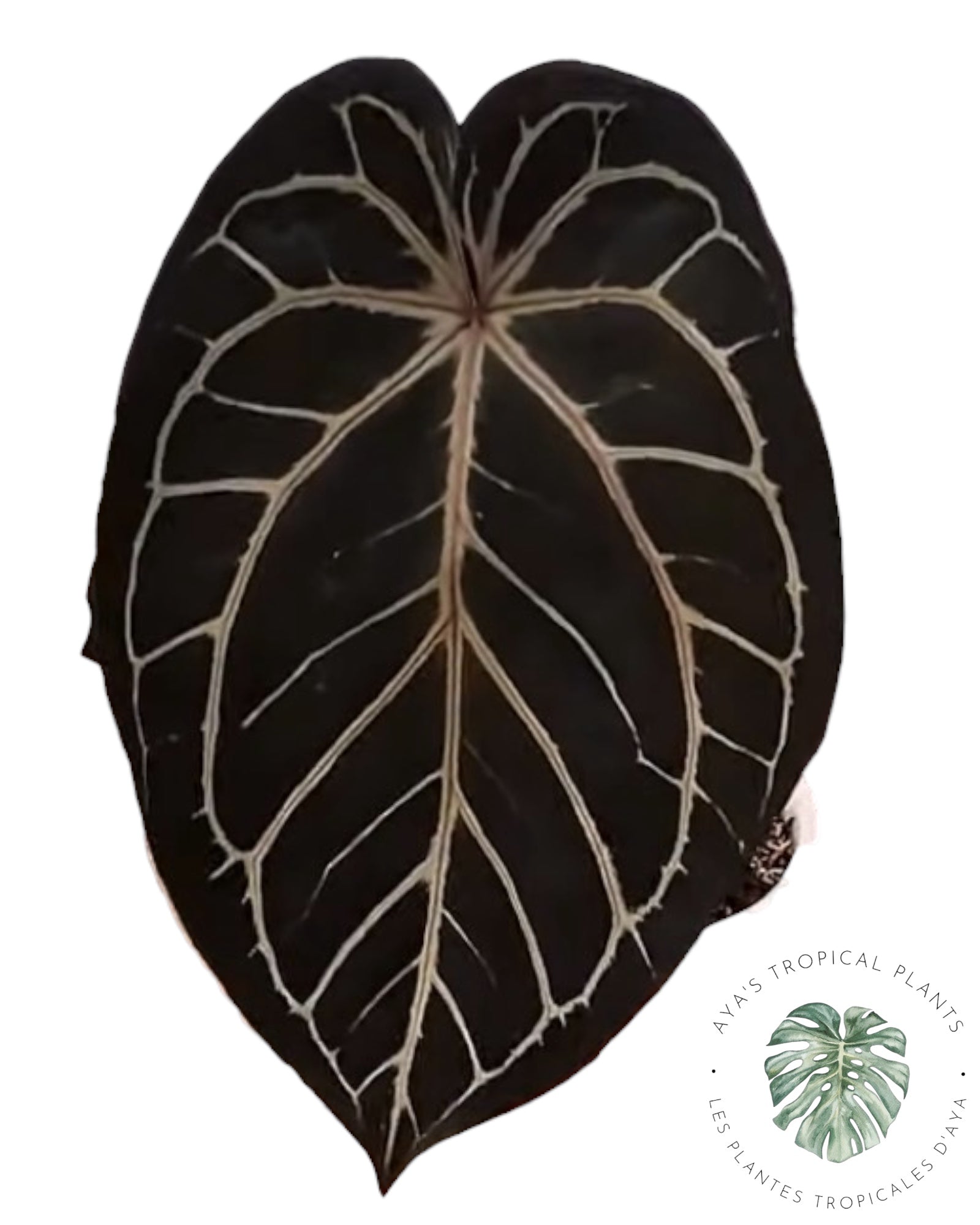 Anthurium Tezula Red Crystal x Tezula Red Crystal