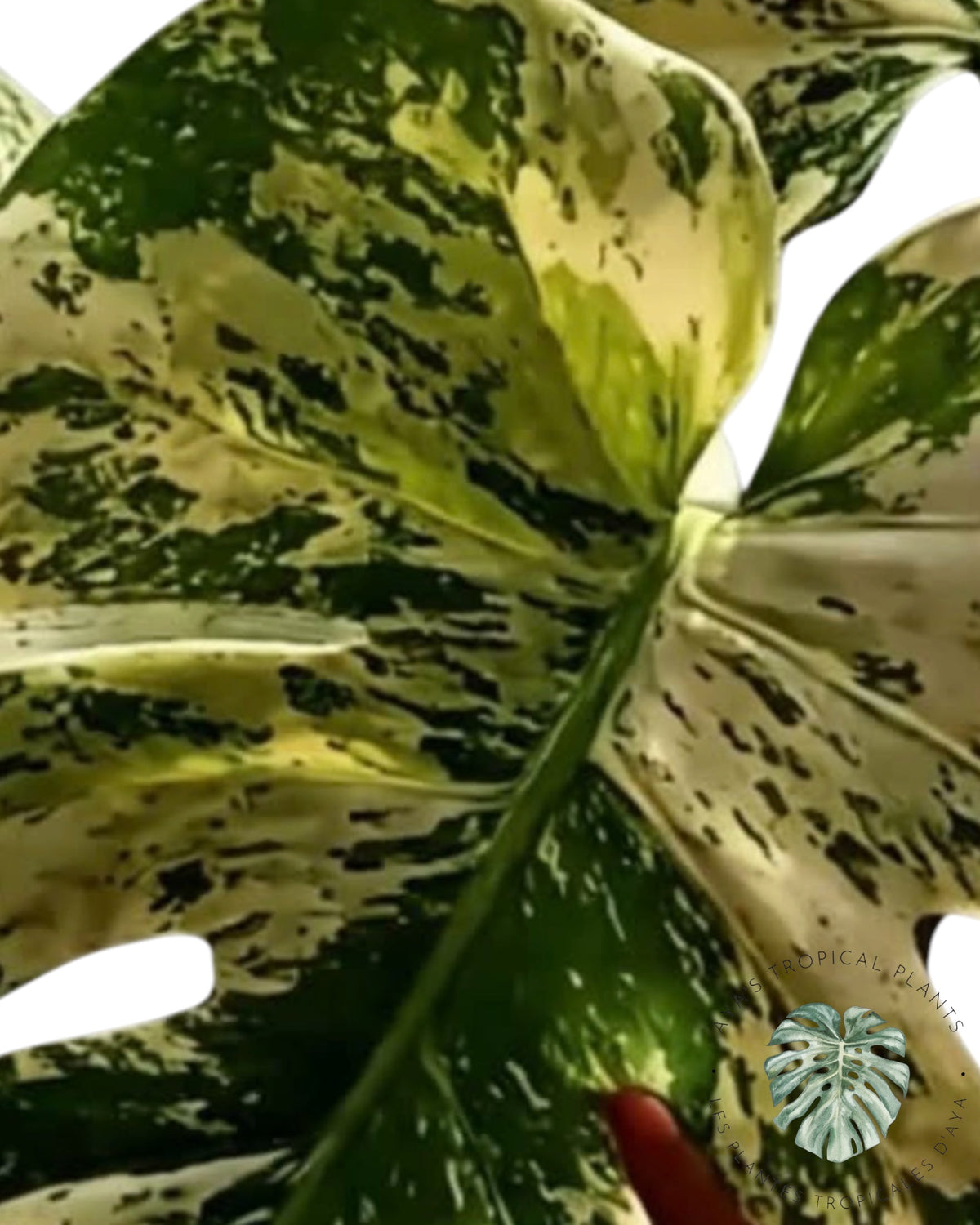 Monstera Siam Mint