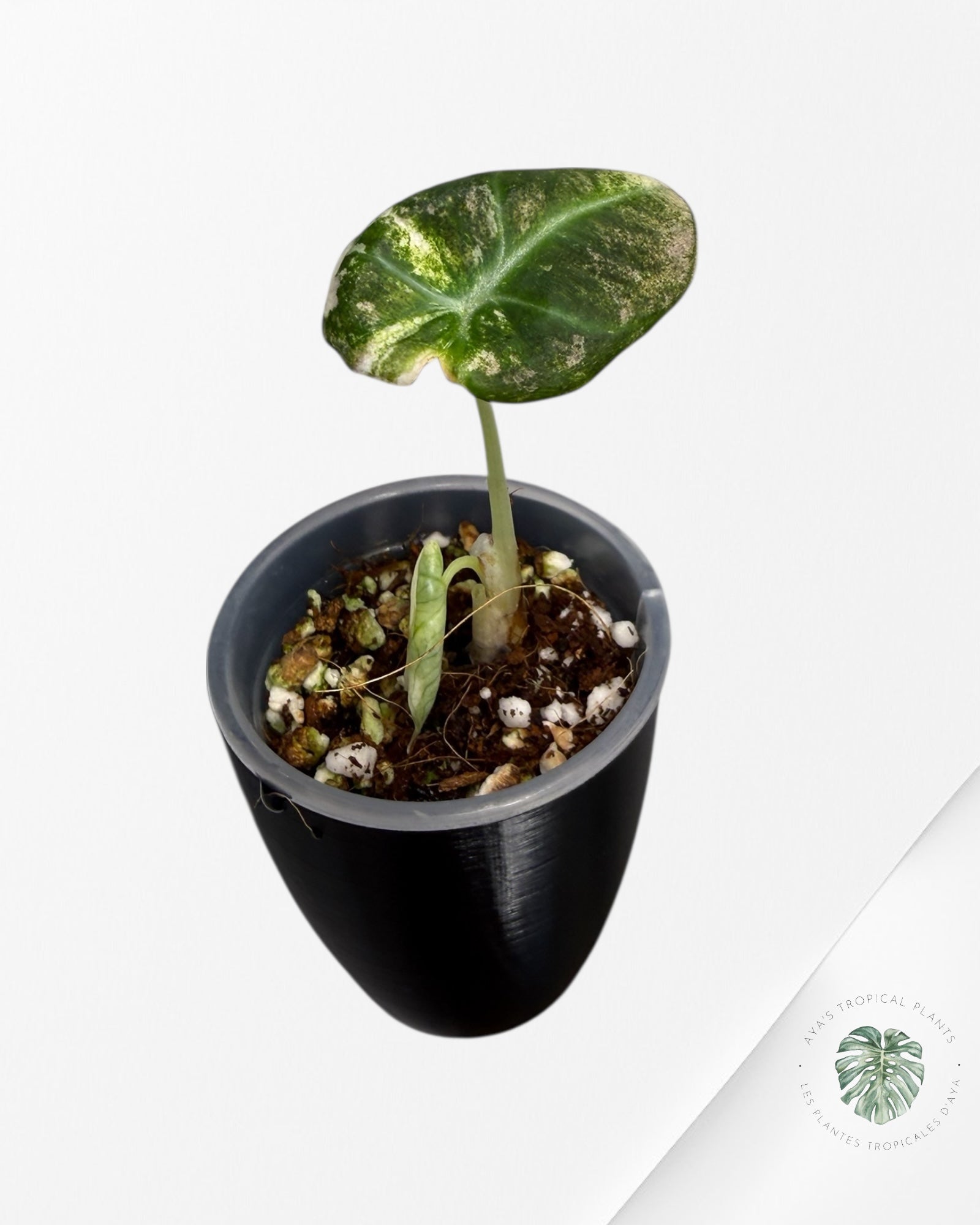 Alocasia Black Velvet Pink