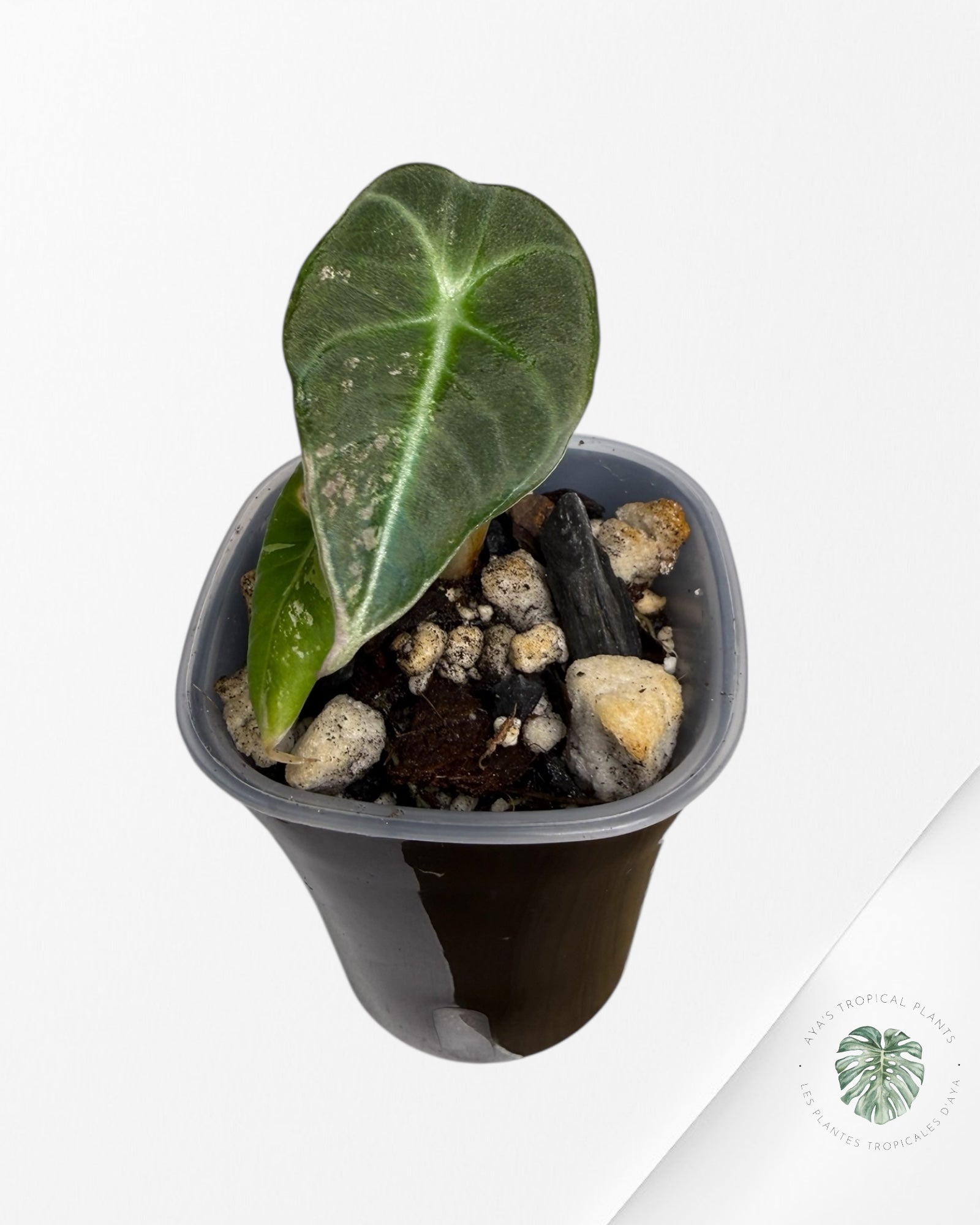 Alocasia Black Velvet Pink