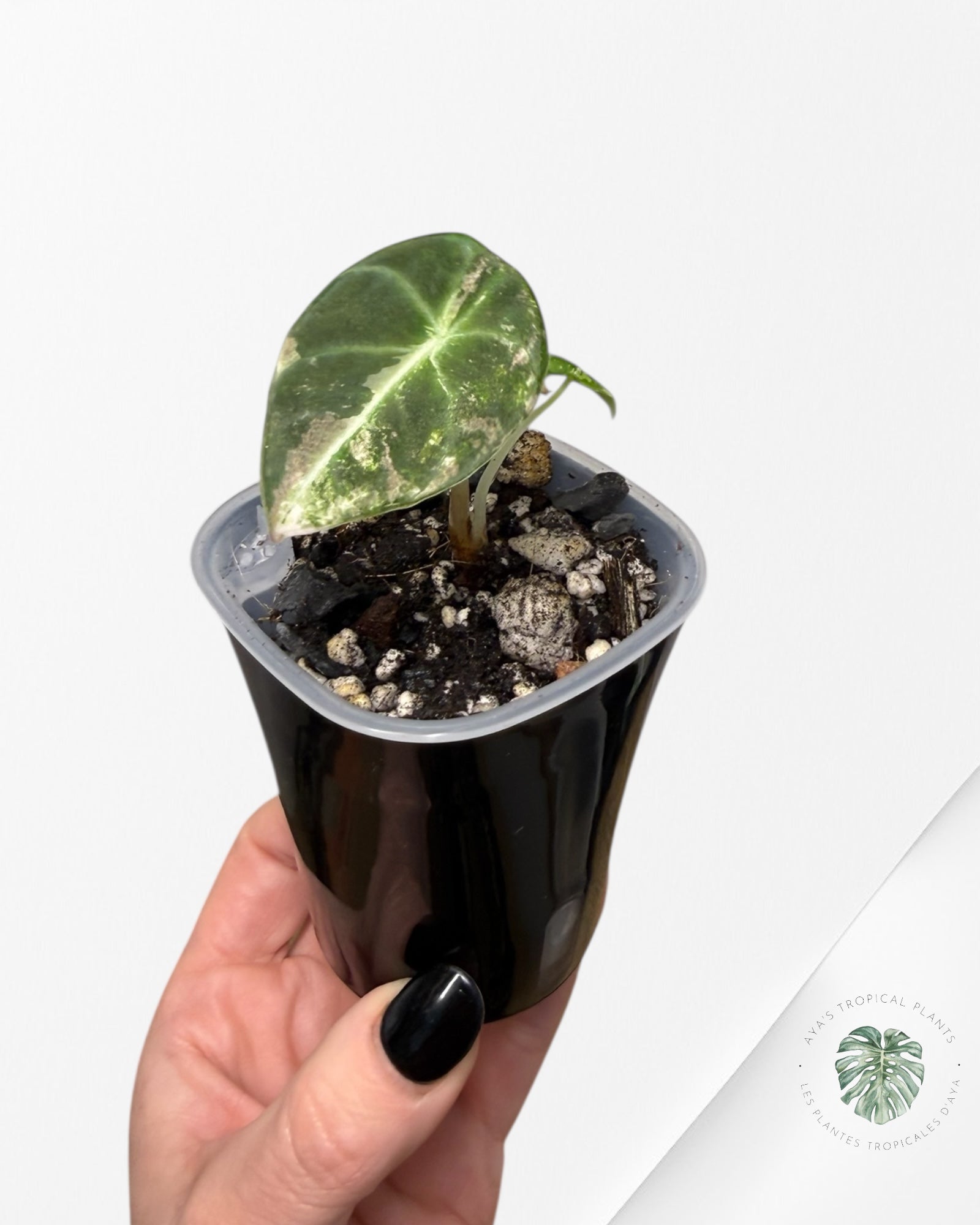 Alocasia Black Velvet Pink