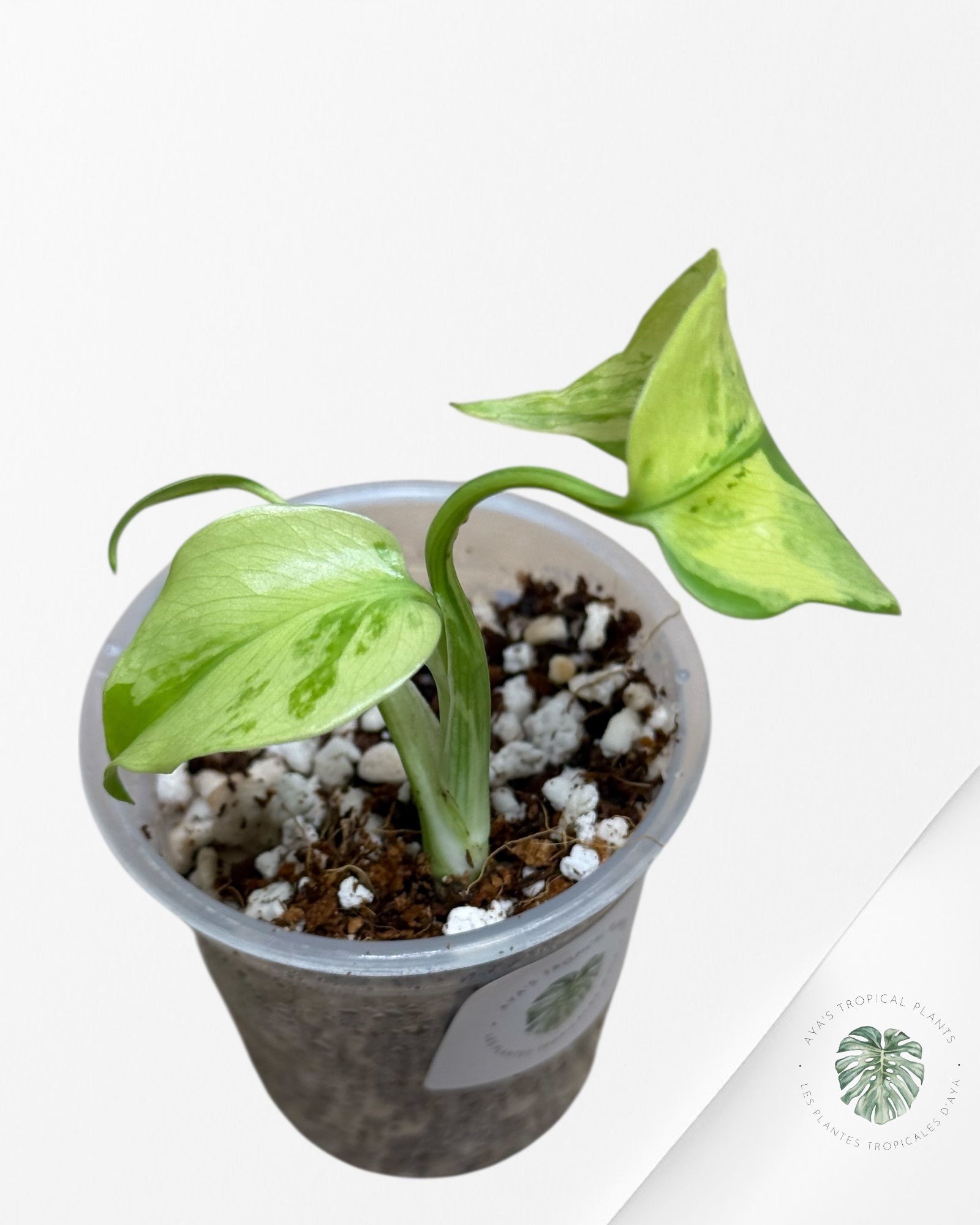 Électrolyte Monstera Deliciosa - 601