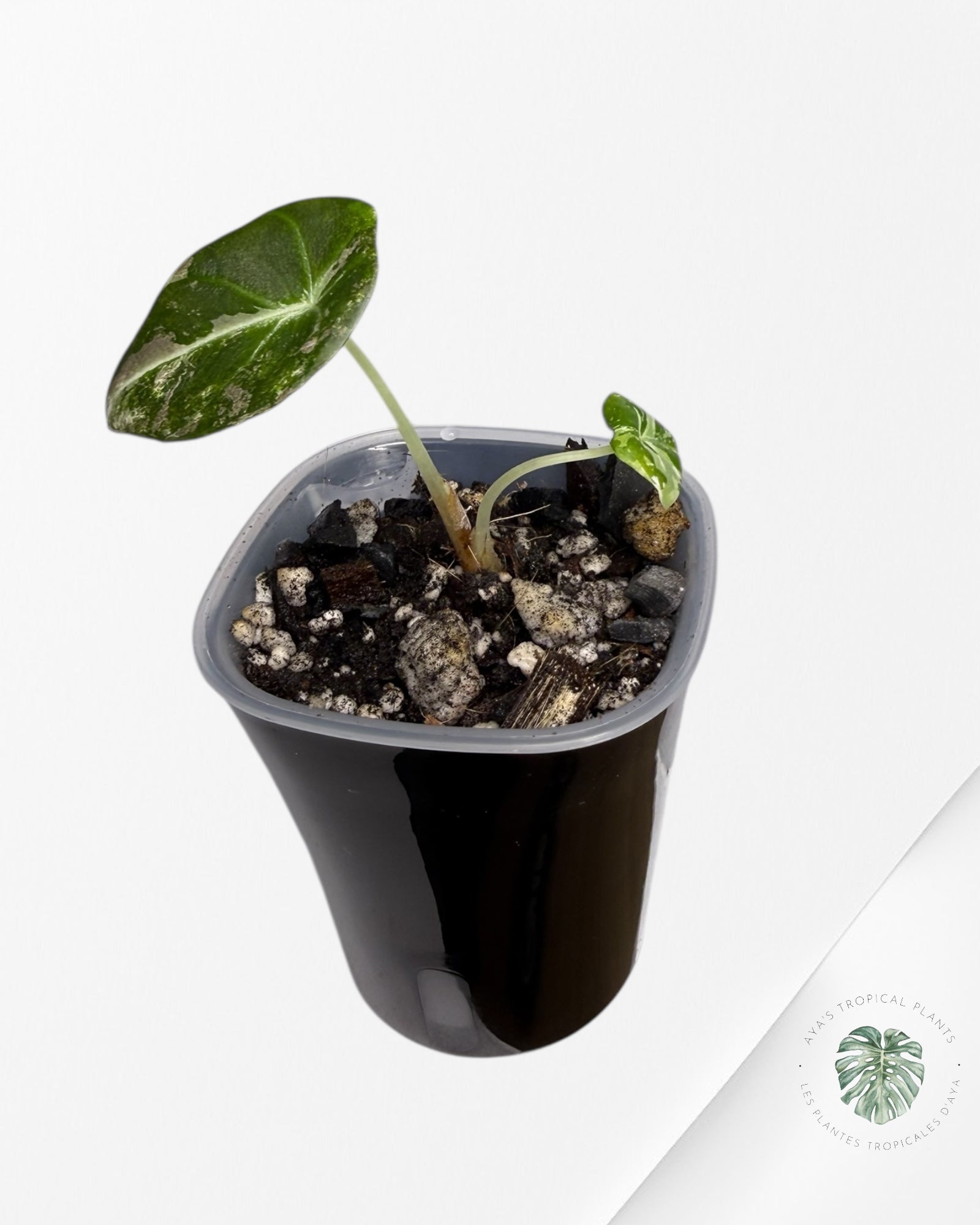 Alocasia Black Velvet Pink