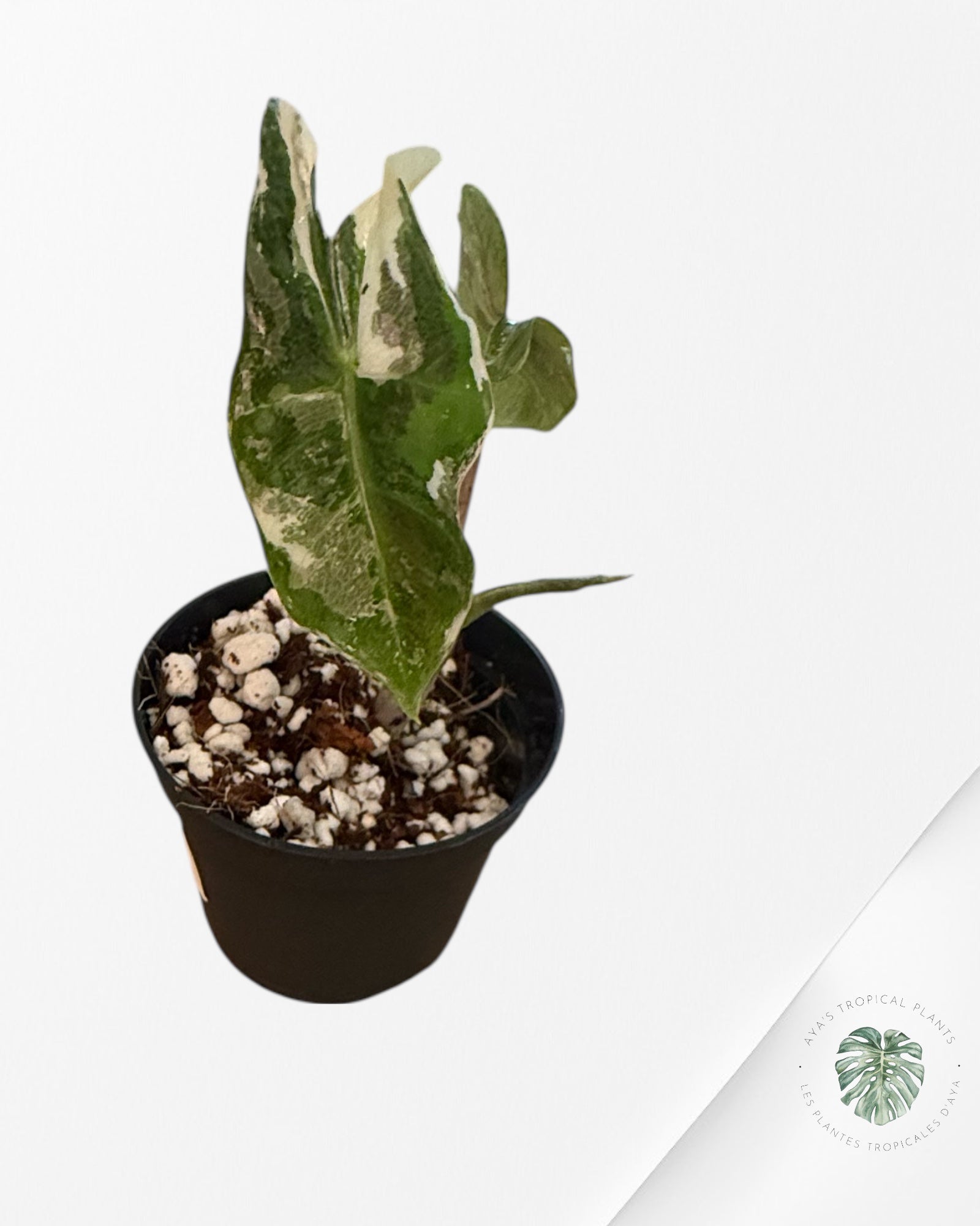 Alocasia Pseudo Sanderiana Albo Variegated - 0