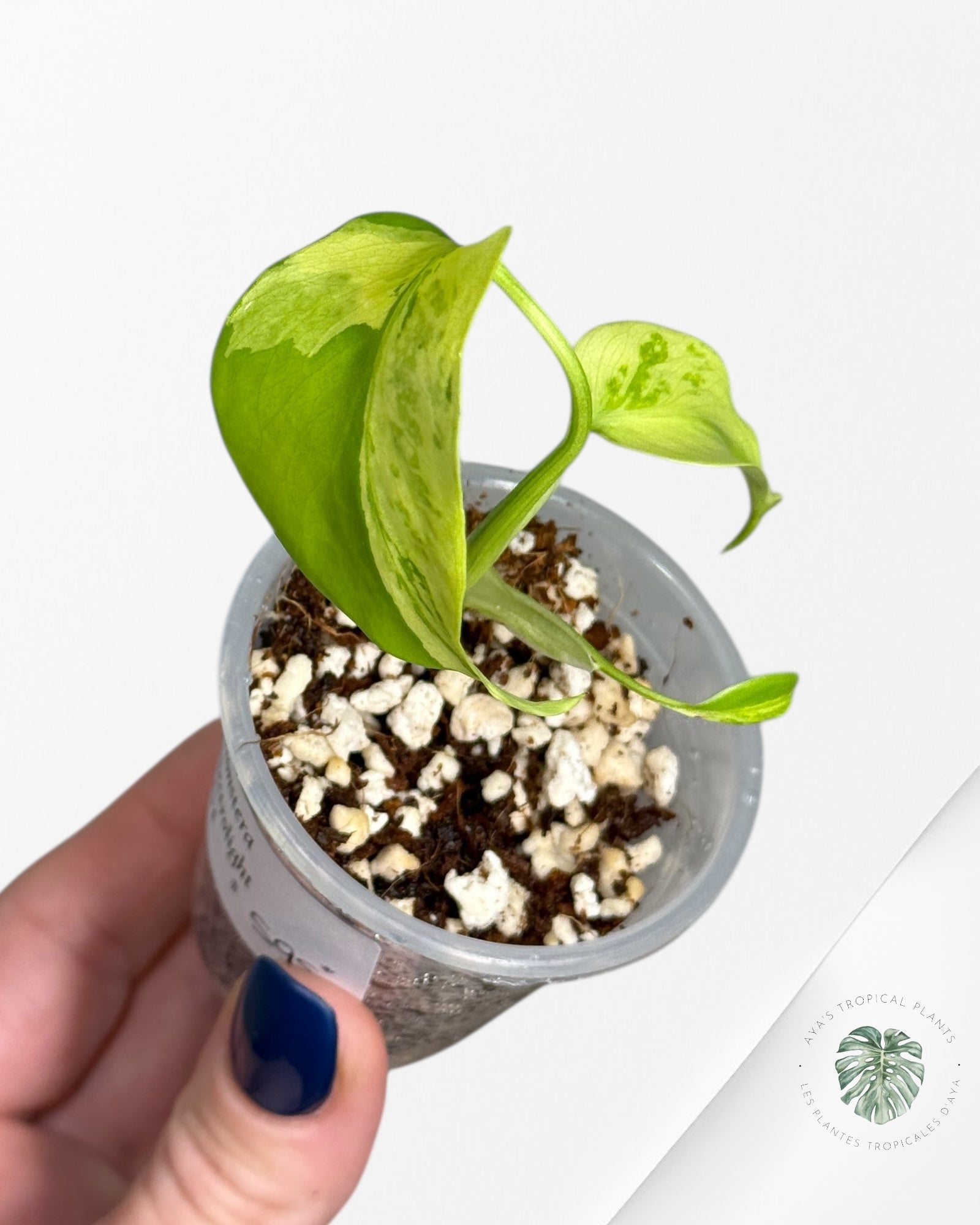 Électrolyte Monstera Deliciosa - 601