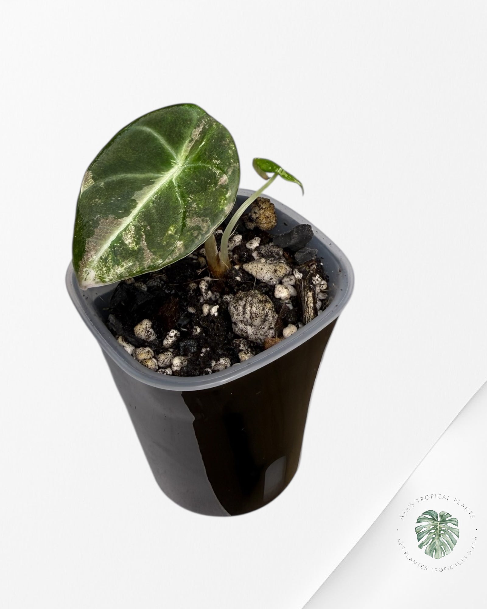 Alocasia Black Velvet Pink