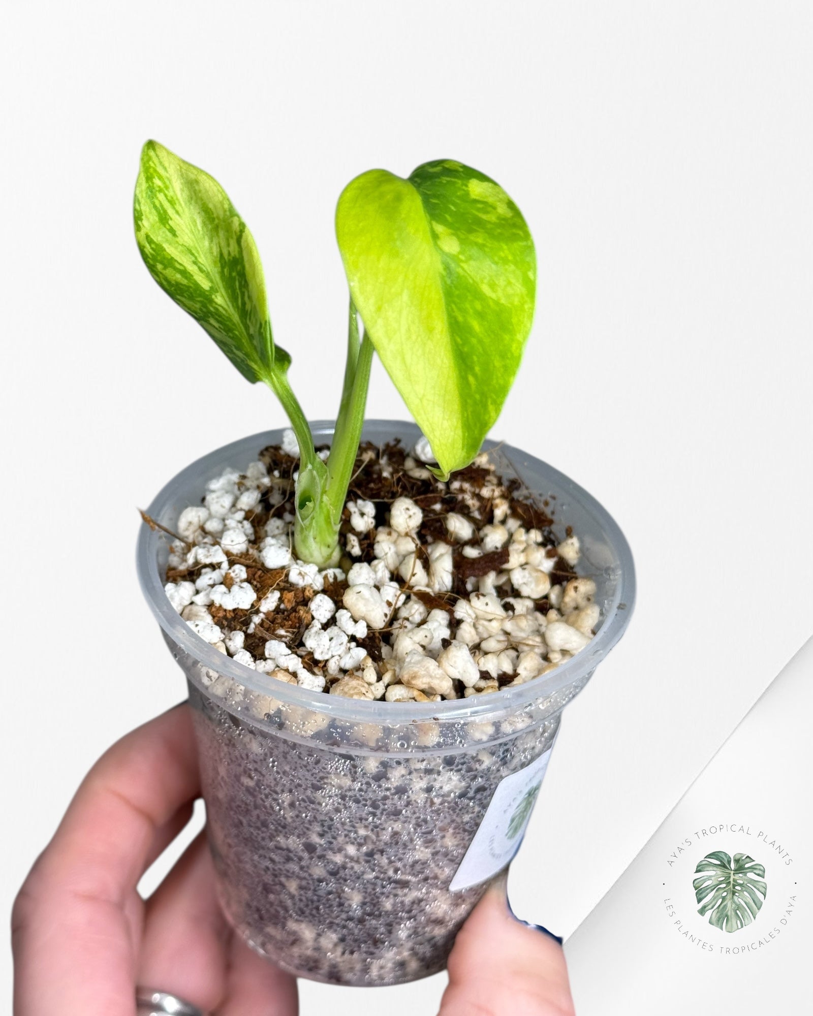 Électrolyte Monstera Deliciosa - 600