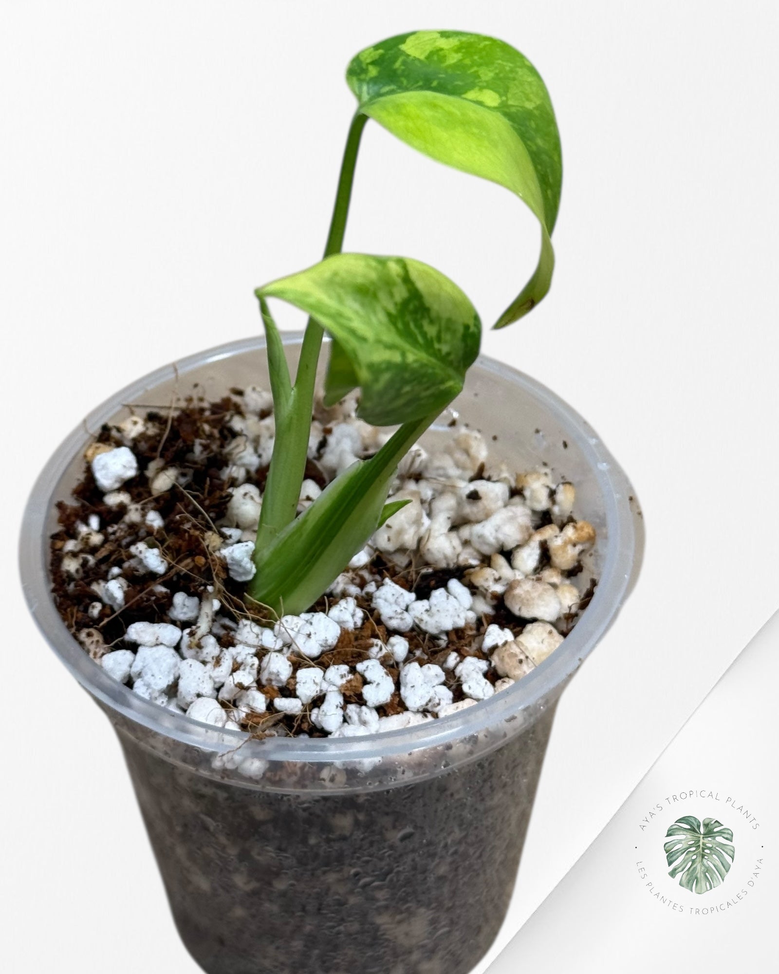 Électrolyte Monstera Deliciosa - 600