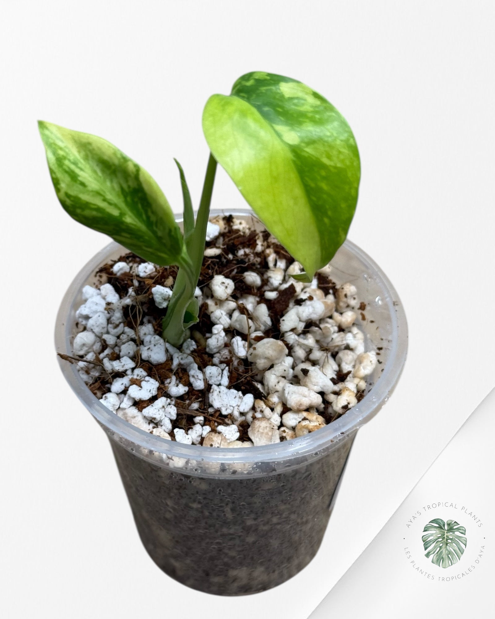 Électrolyte Monstera Deliciosa - 600