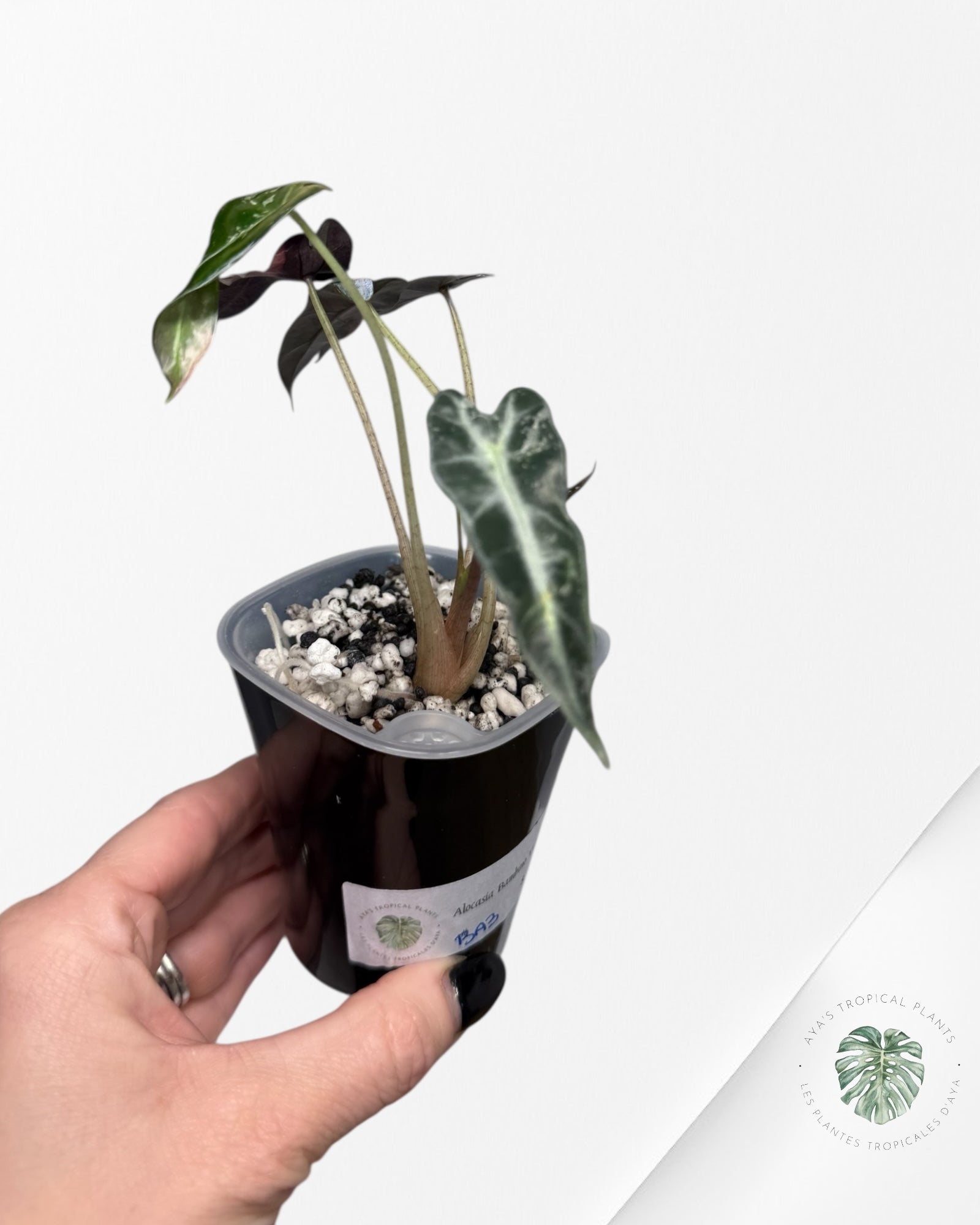 Alocasia Bambino Variagated Pink