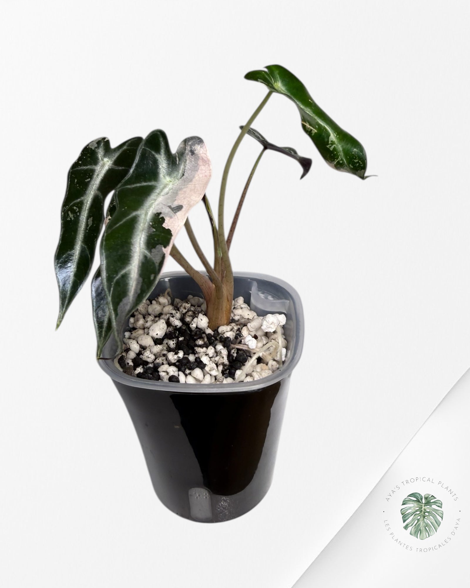 Alocasia Bambino Variagated Pink