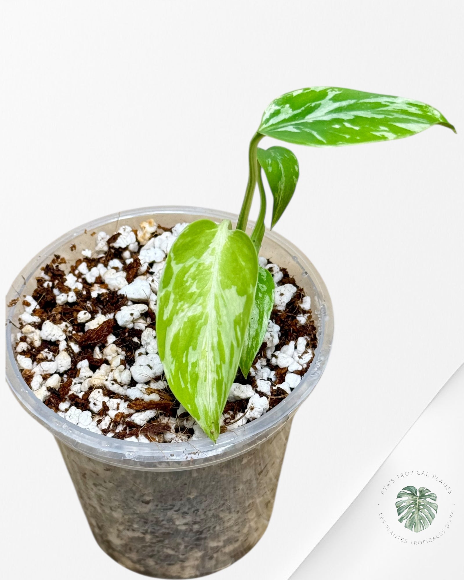 Monstera Deliciosa Bulbasaur