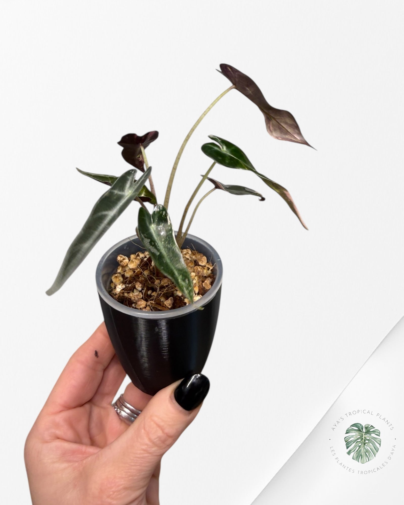 Alocasia Bambino Variegated Pink