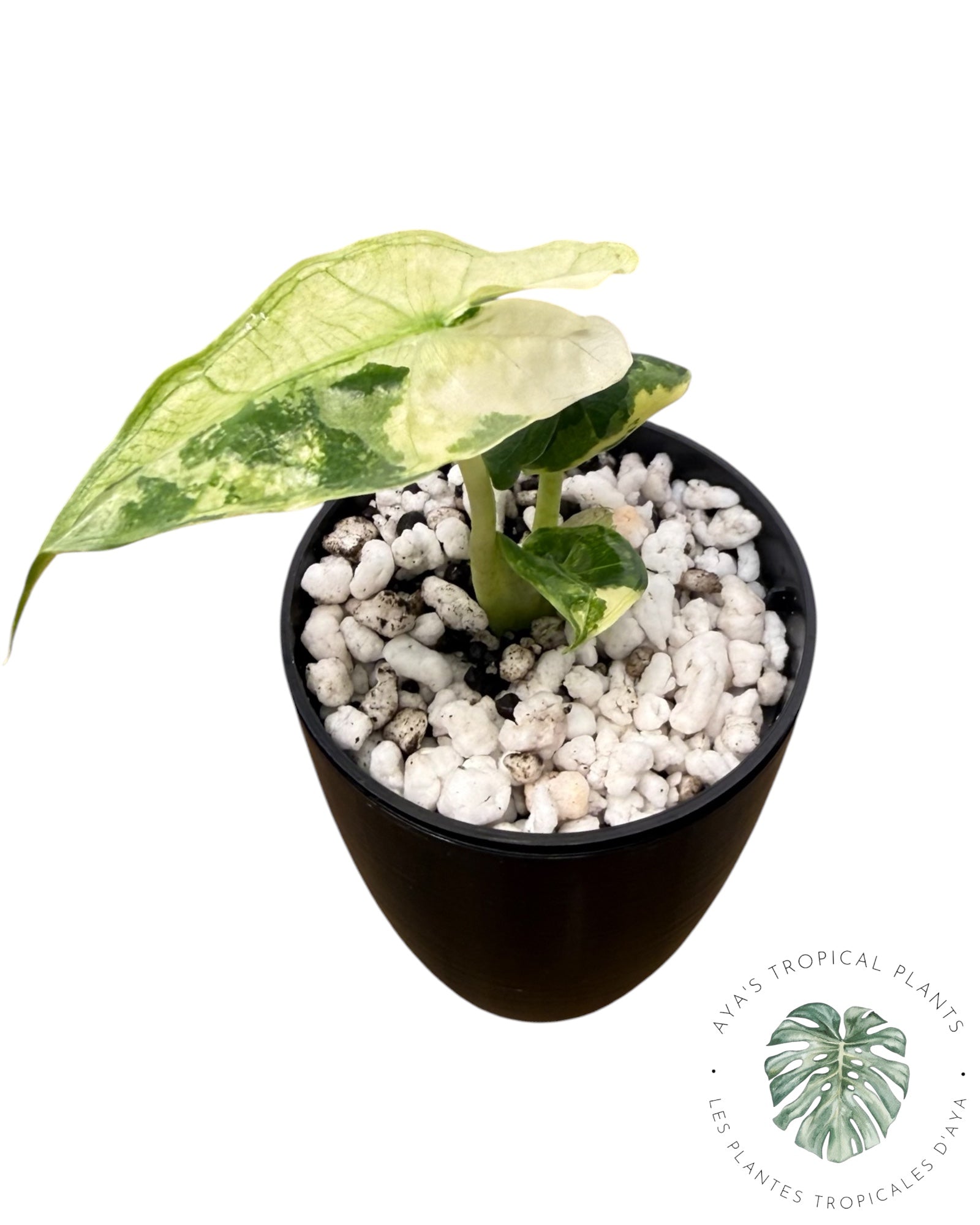 Alocasia Sarian Albo Variegated