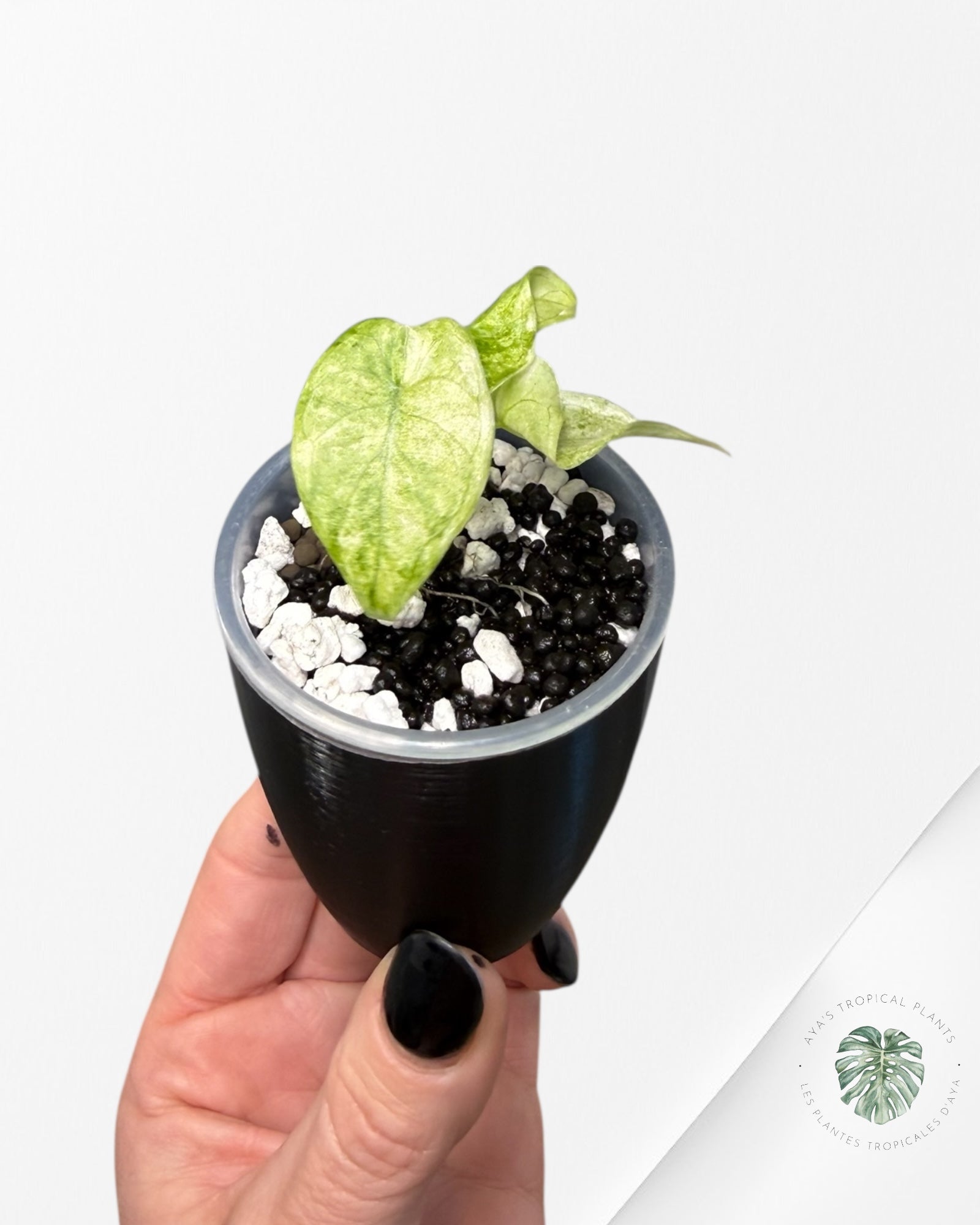 Alocasia Watsoniana Pink *Glossy