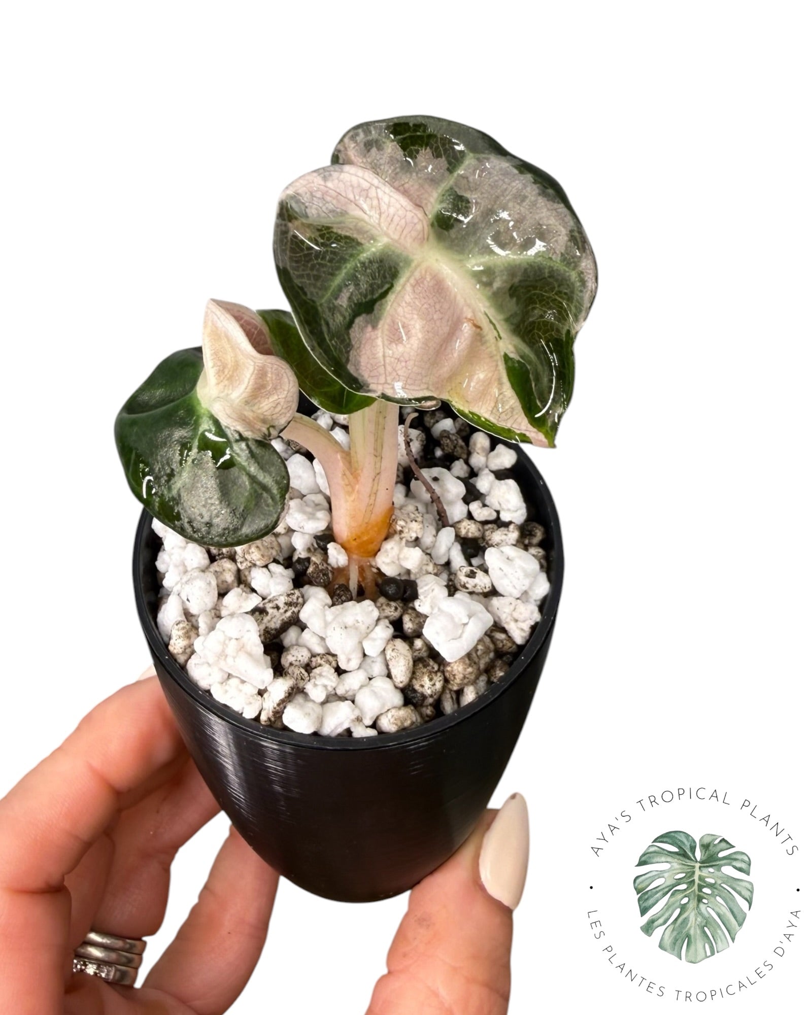 Alocasia Heart Balloon Pink variegated