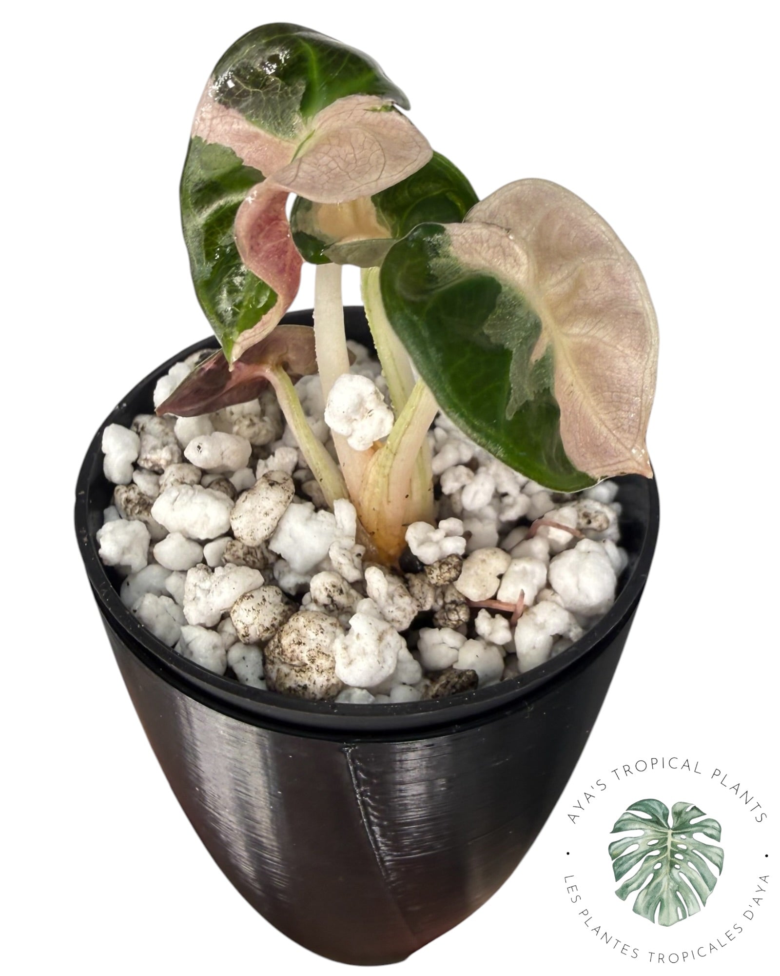 Alocasia Heart Balloon Pink variegated