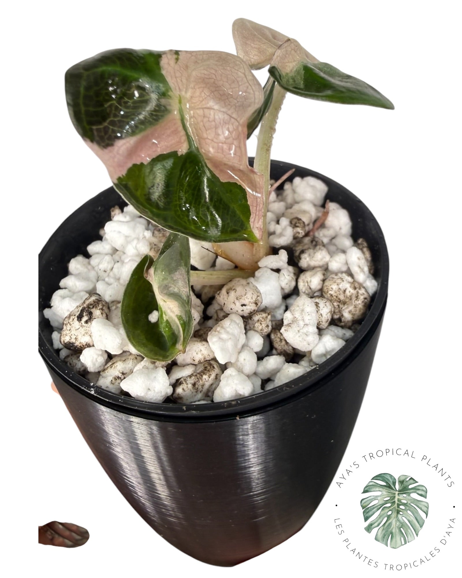 Alocasia Heart Balloon Pink variegated