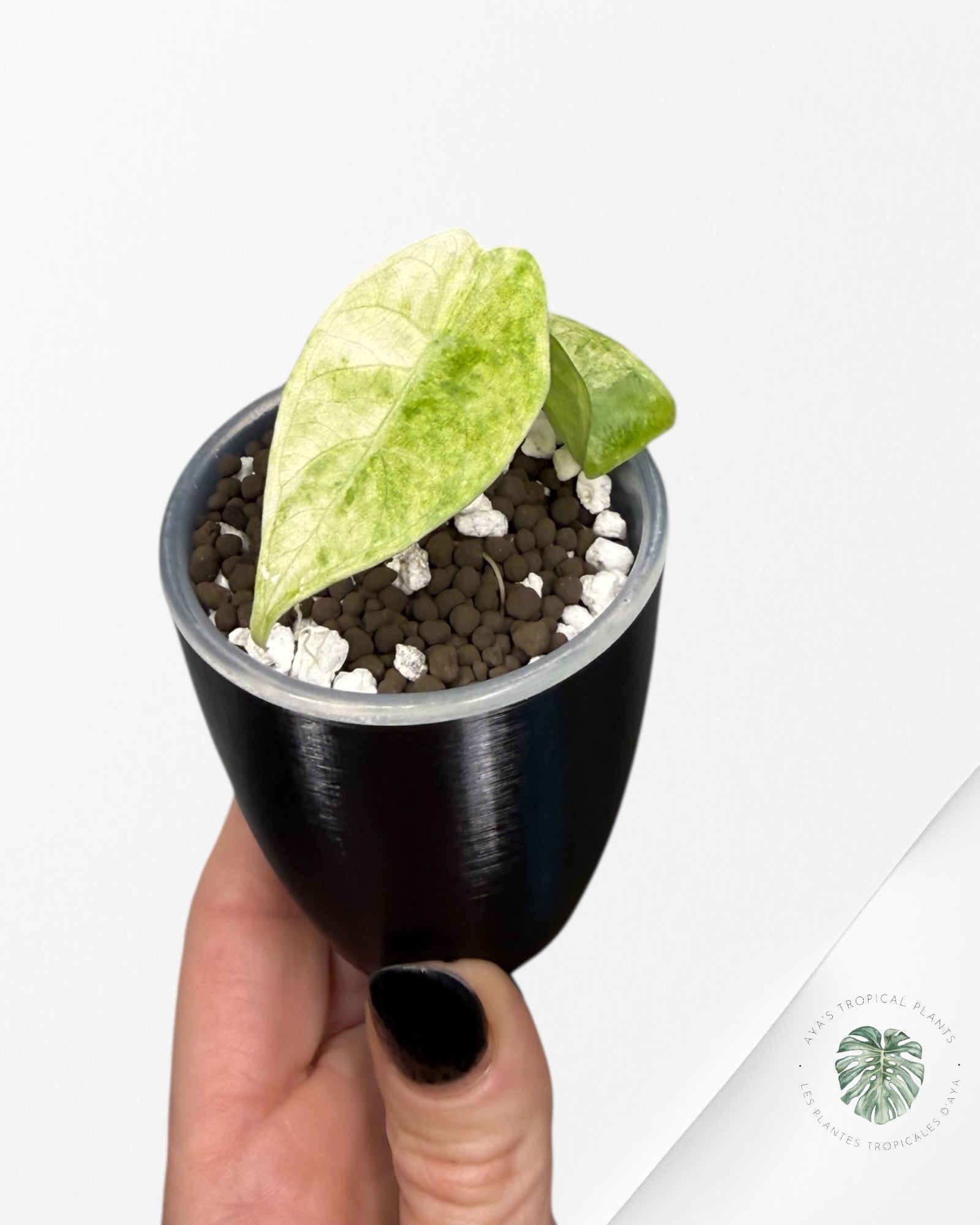 Alocasia Watsoniana Pink *Glossy