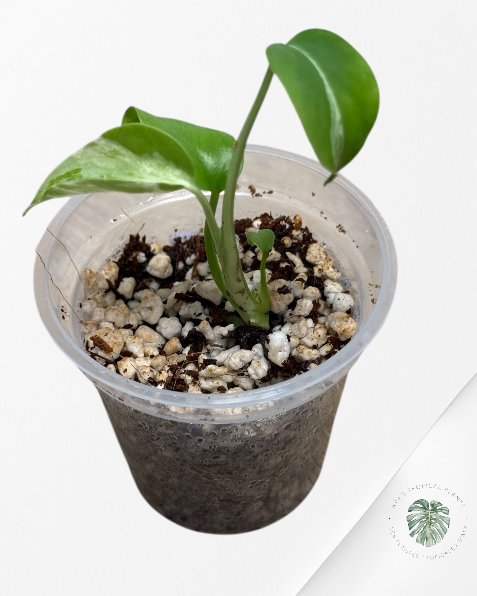Monstera Deliciosa Bulbasaur-MB6