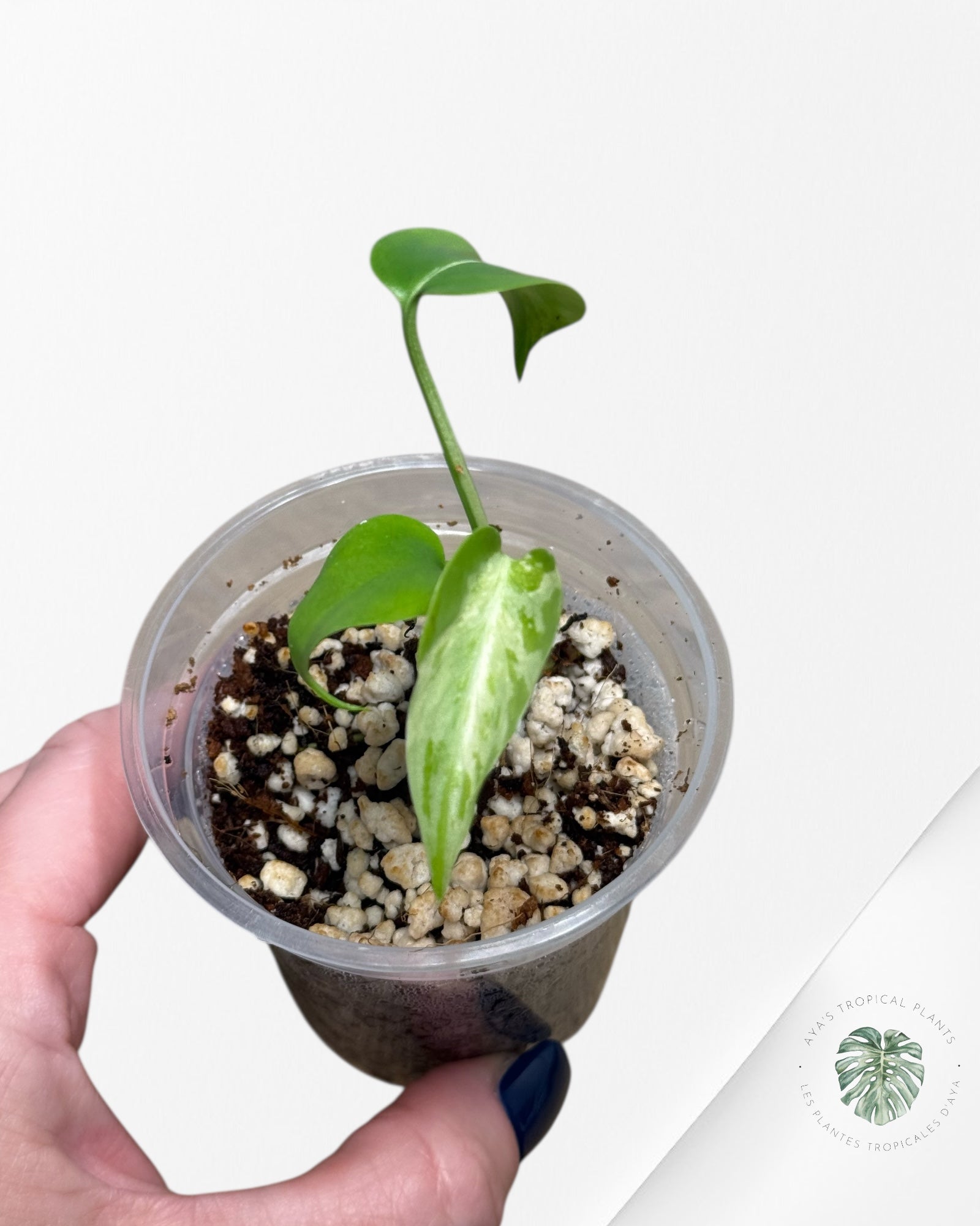 Monstera Deliciosa Bulbasaur-MB6