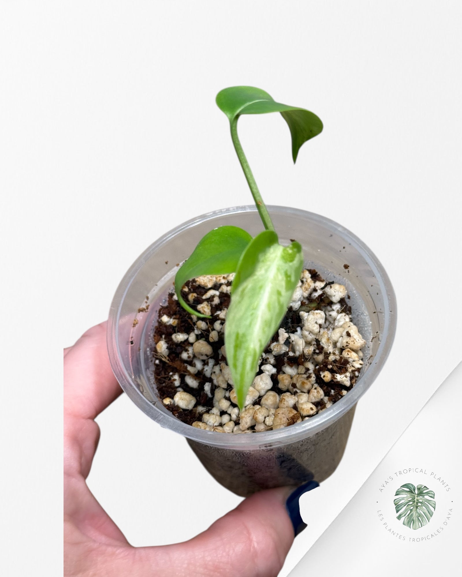 Monstera Deliciosa Bulbasaur-MB6