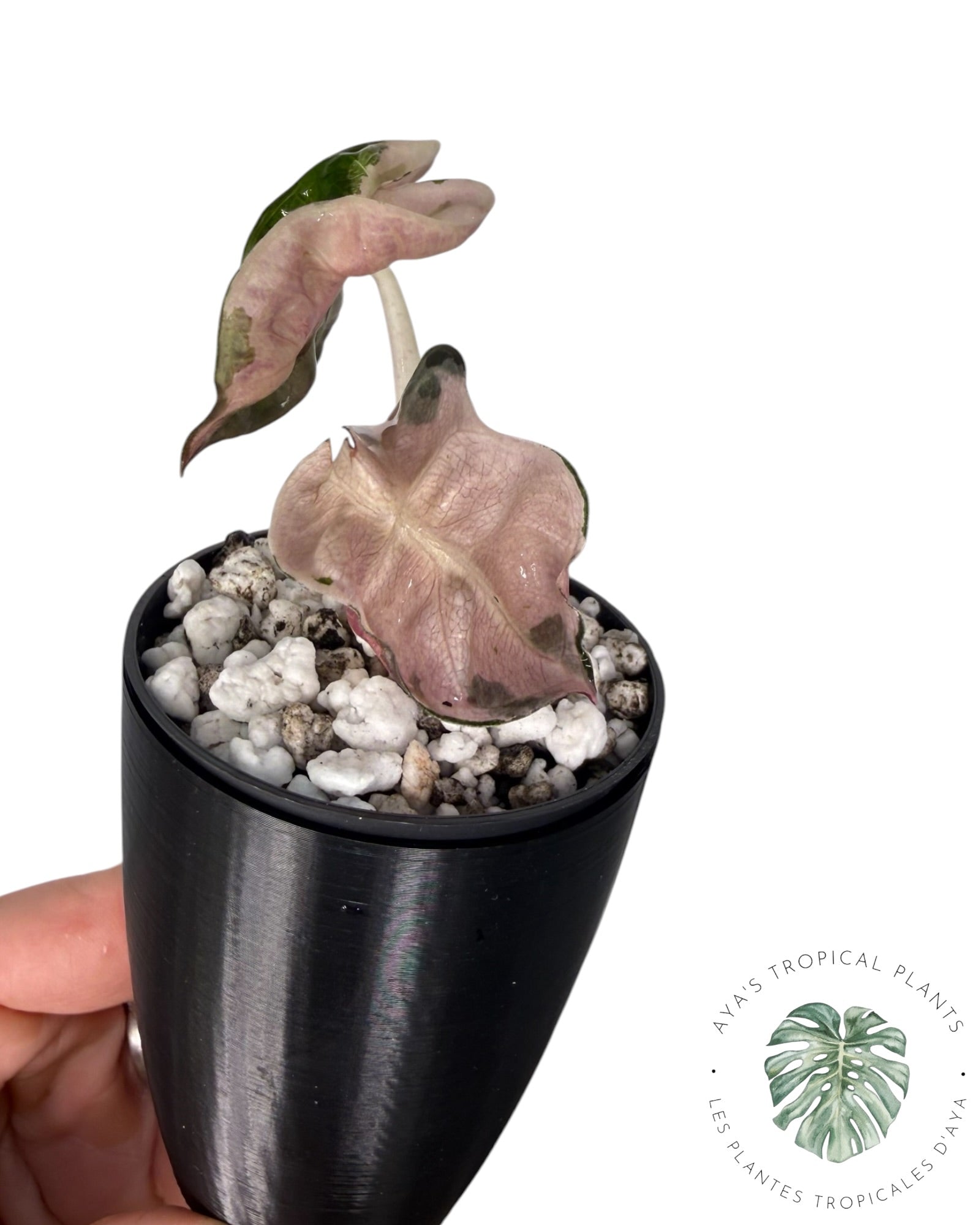Alocasia Heart Balloon Pink variegated
