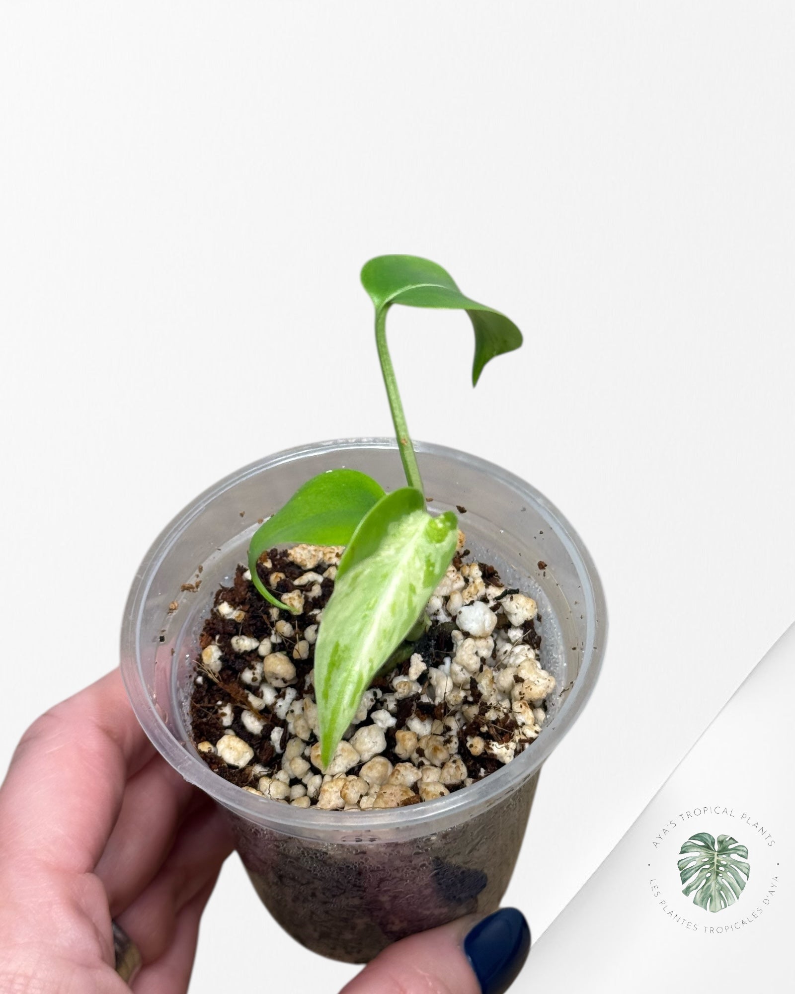 Monstera Deliciosa Bulbasaur-MB6