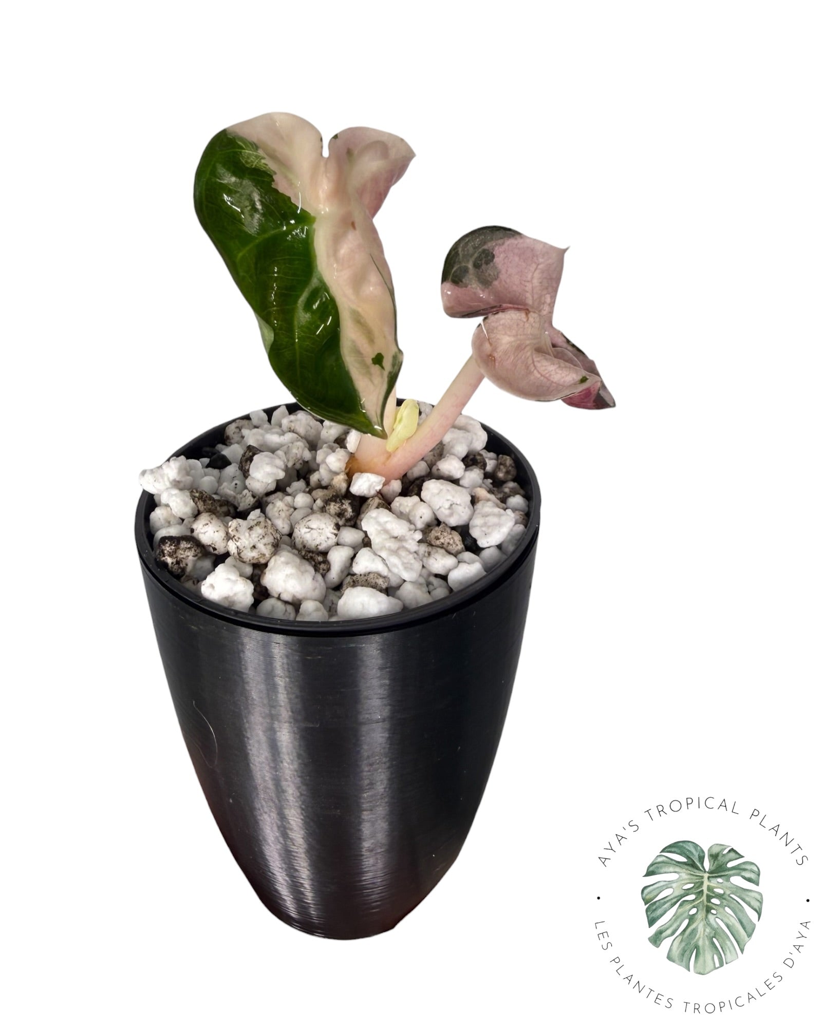 Alocasia Heart Balloon Pink variegated