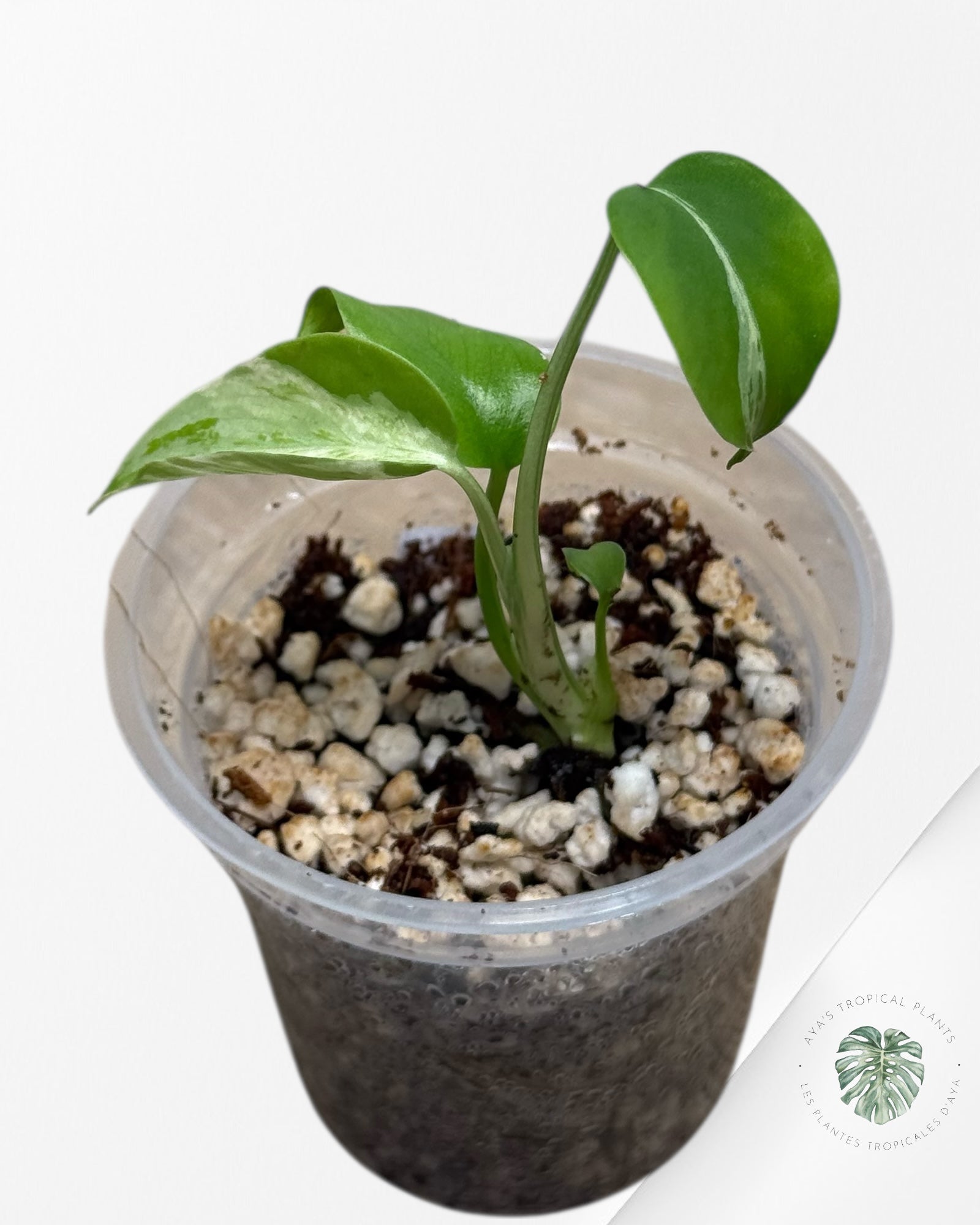 Monstera Deliciosa Bulbasaur-MB6