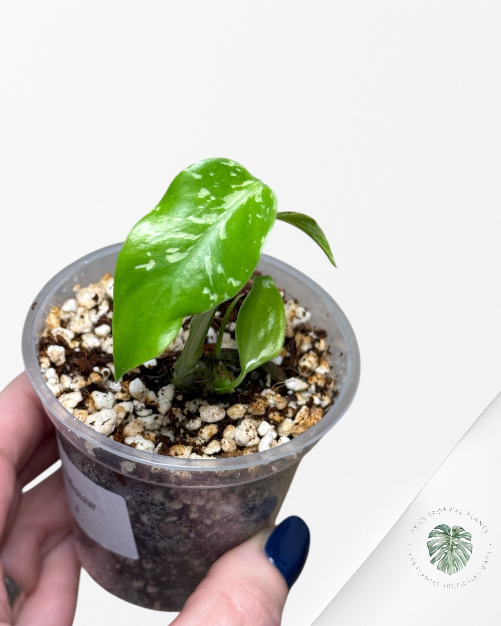 Monstera Deliciosa Bulbasaur-MB6