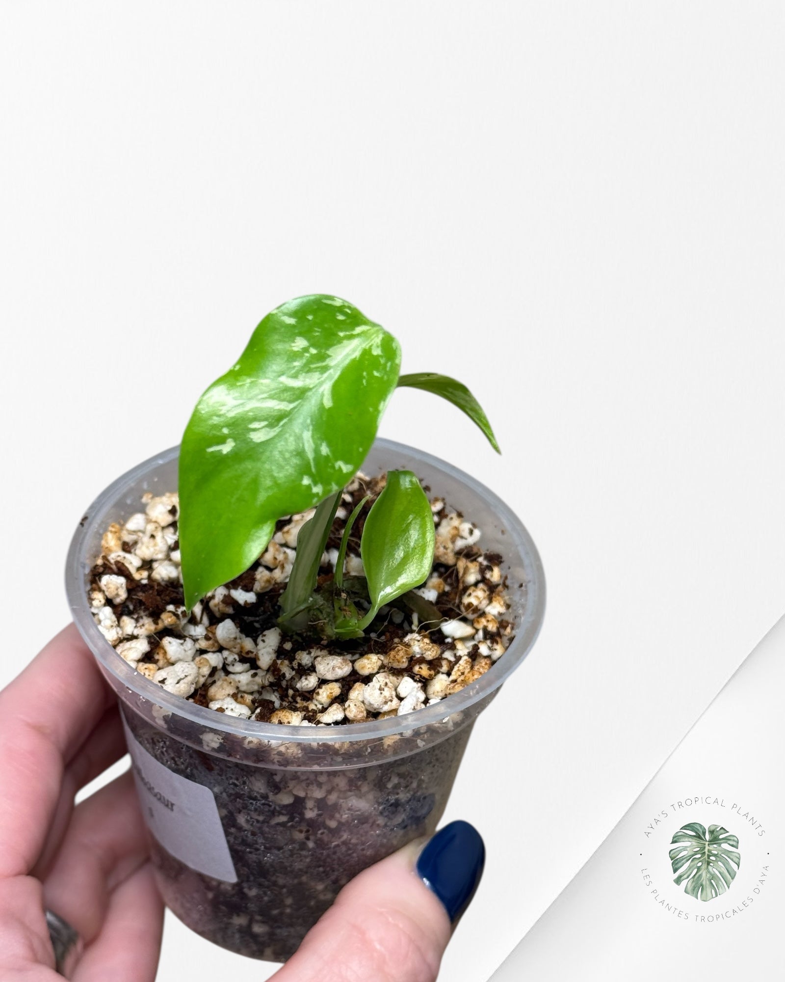 Monstera Deliciosa Bulbasaur-MB6
