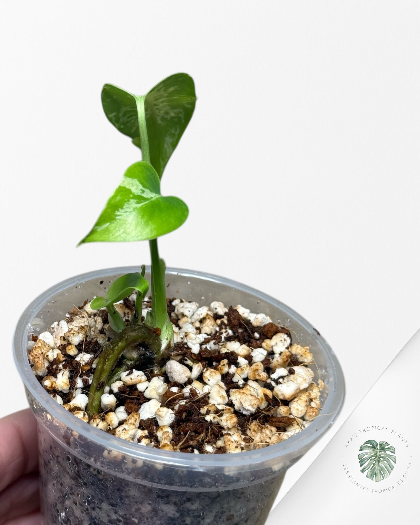 Monstera Deliciosa Bulbasaur-MB6