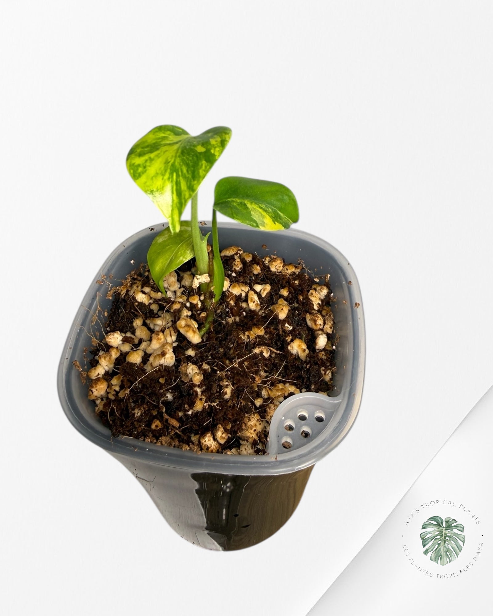 Monstera Deliciosa 'Yellow Marilyn'