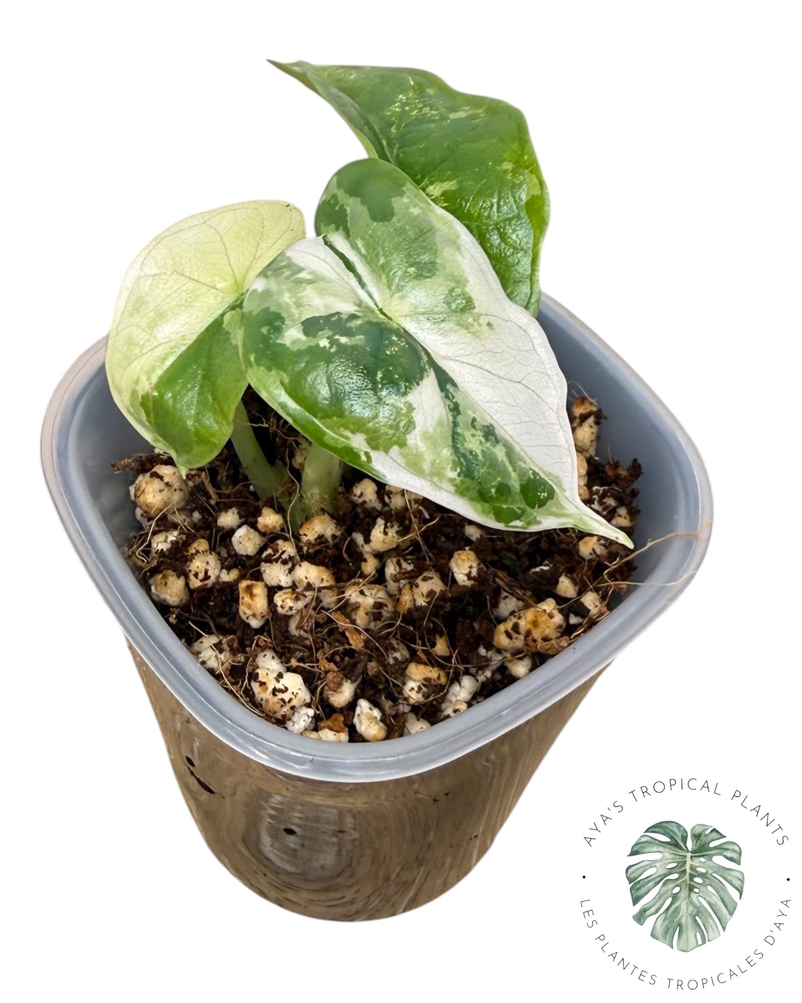 Alocasia Dragon Scale Albo Variegated