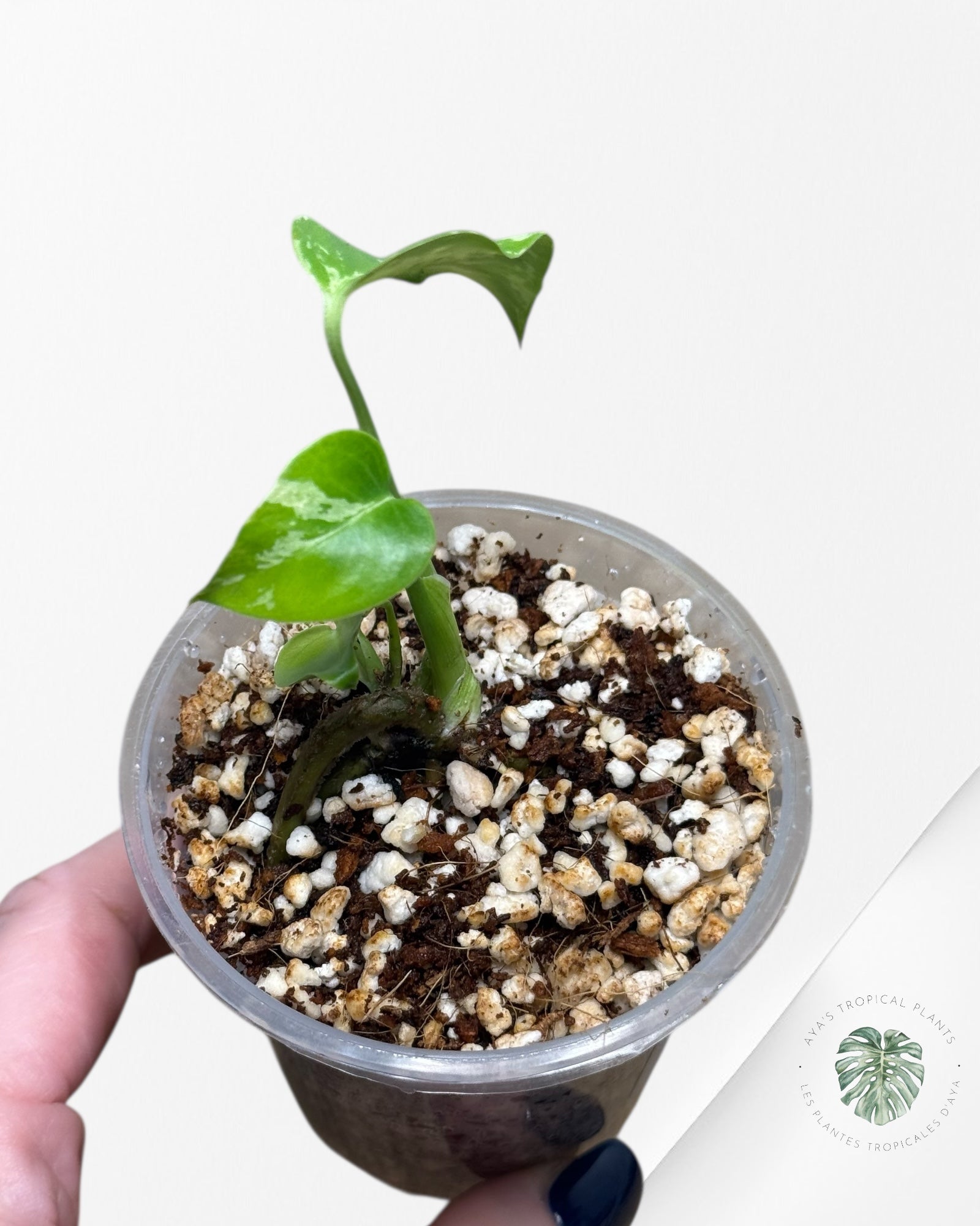 Monstera Deliciosa Bulbasaur-MB6