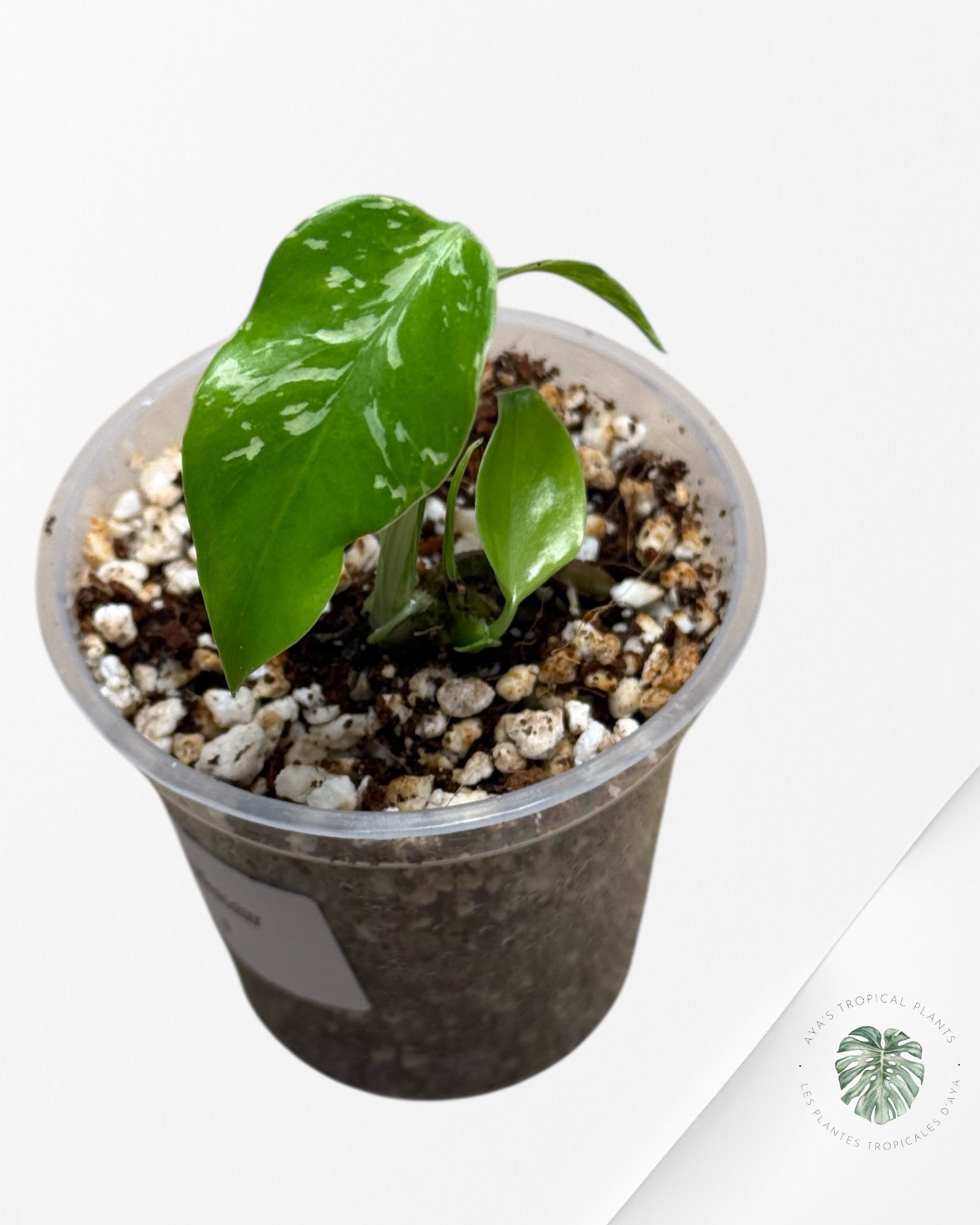 Monstera Deliciosa Bulbasaur-MB6