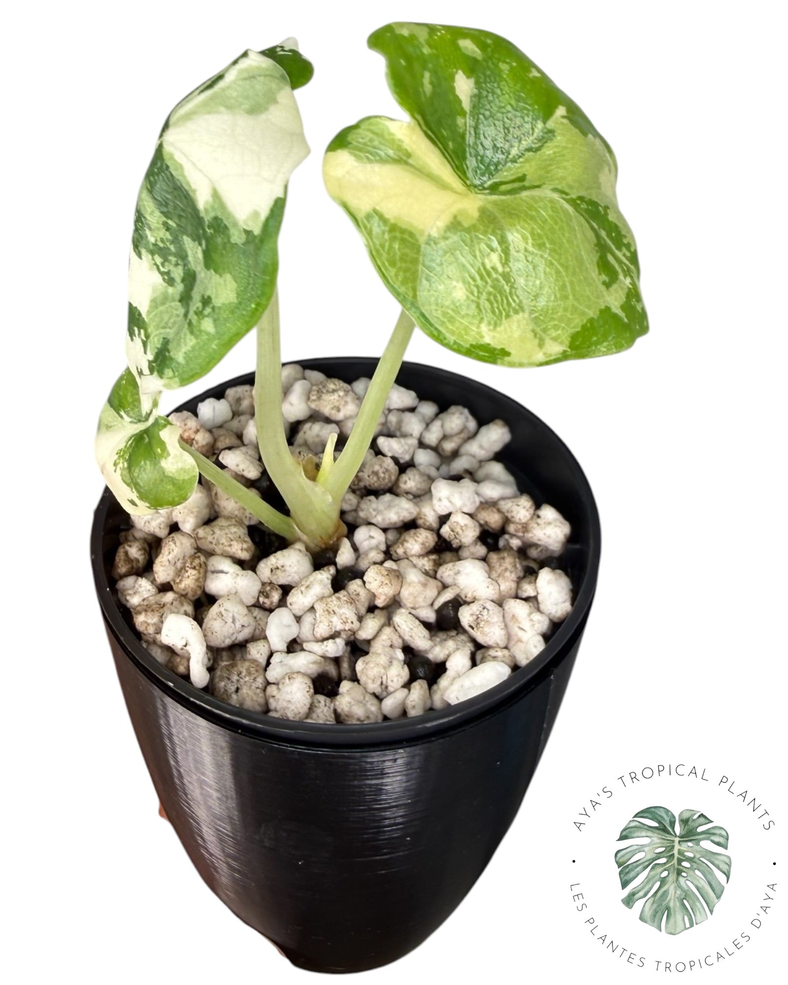 Alocasia Melo Albo Variegated