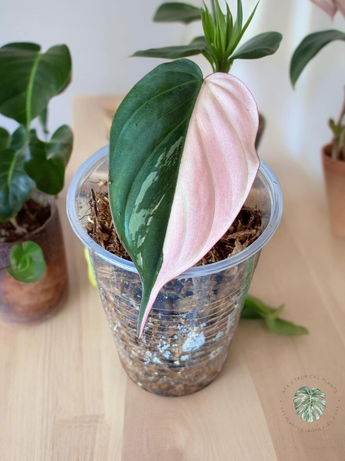 Philodendron Real Pink Micans